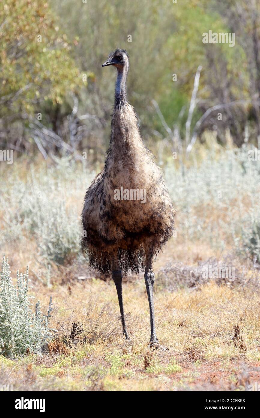 Australian Emu searching for food Stock Photo