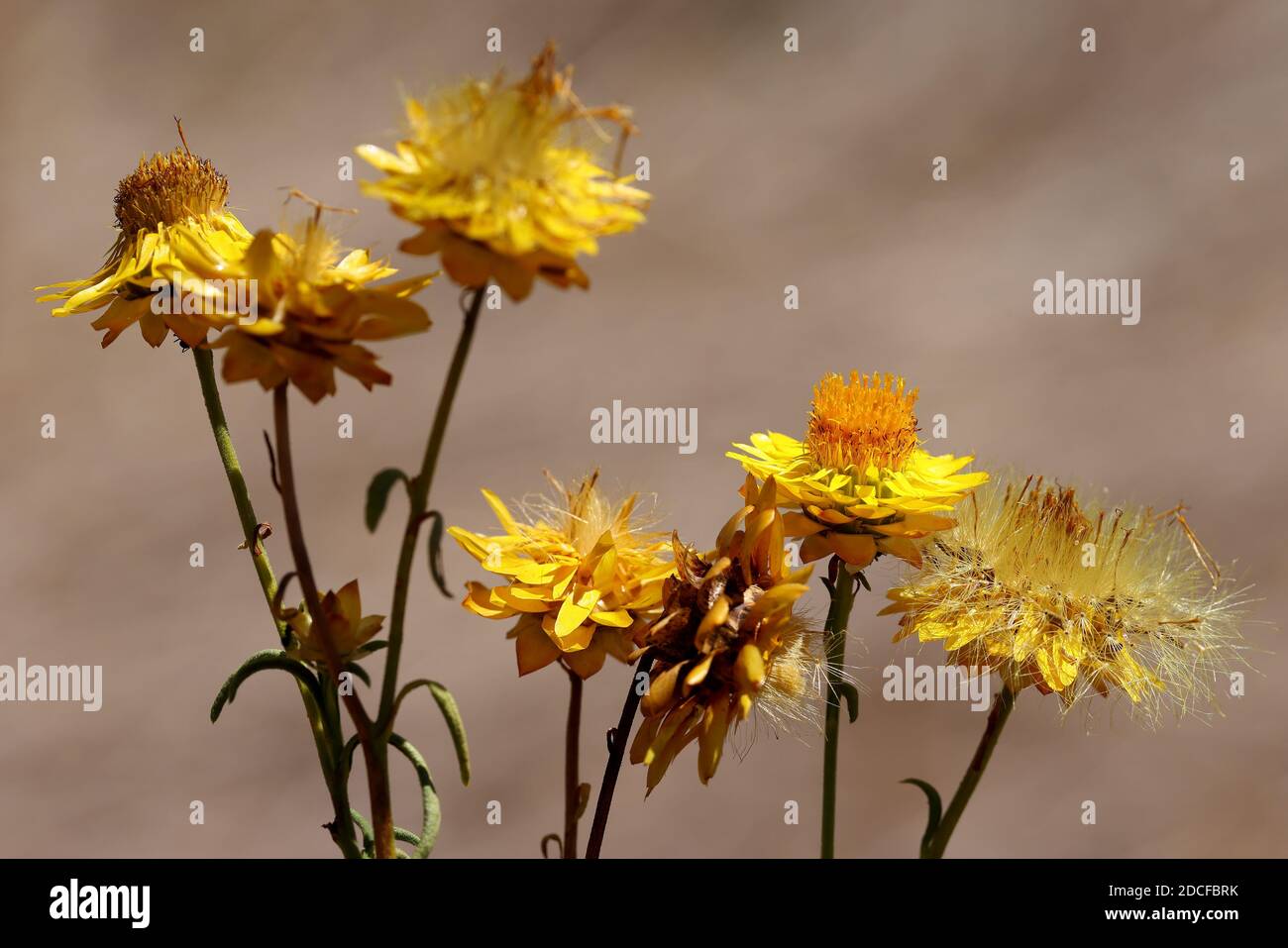 Yellow Paper Daisies in flower Stock Photo Alamy