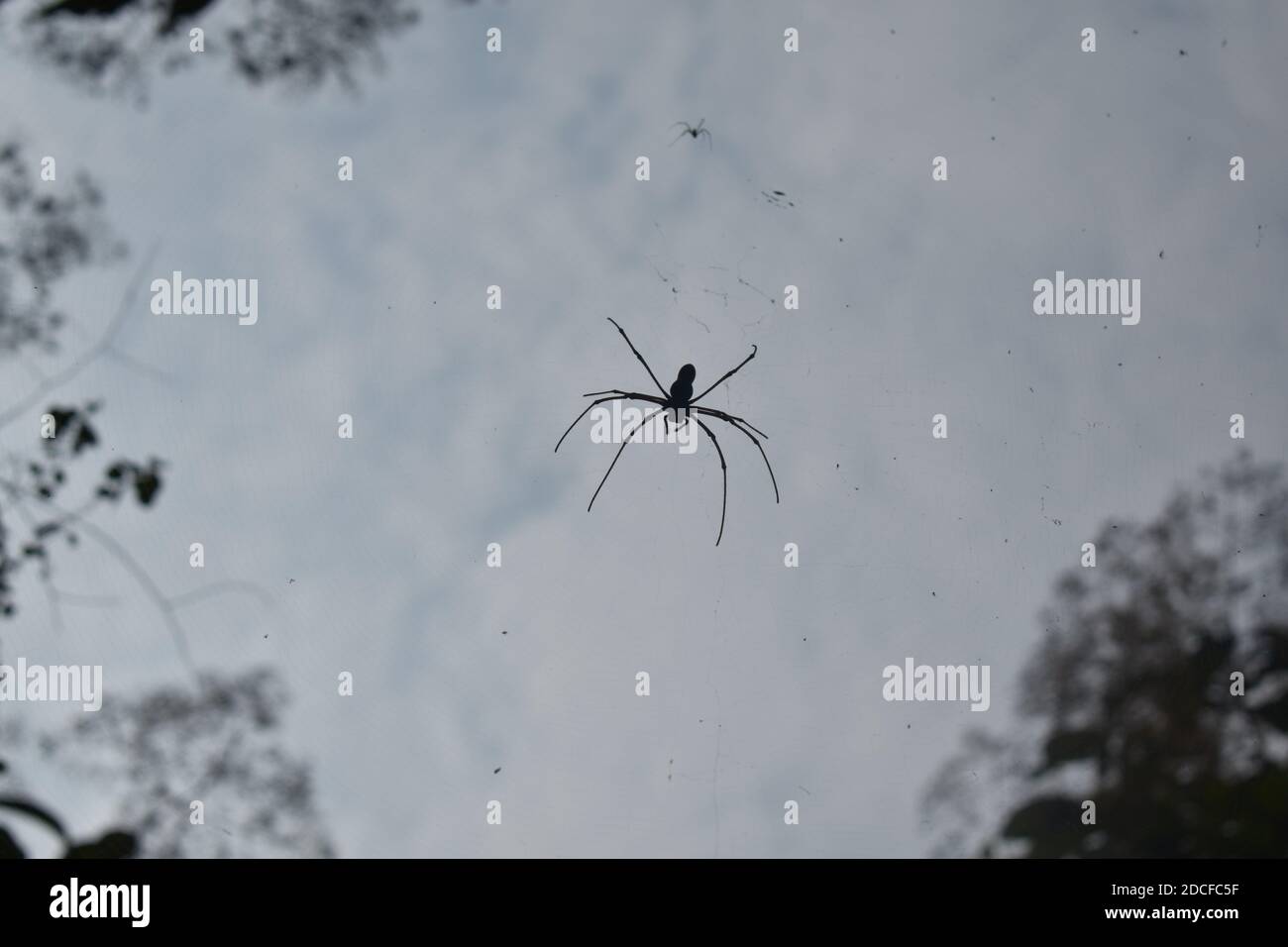 Spider wasp made between two trees from the bottom angle Stock Photo