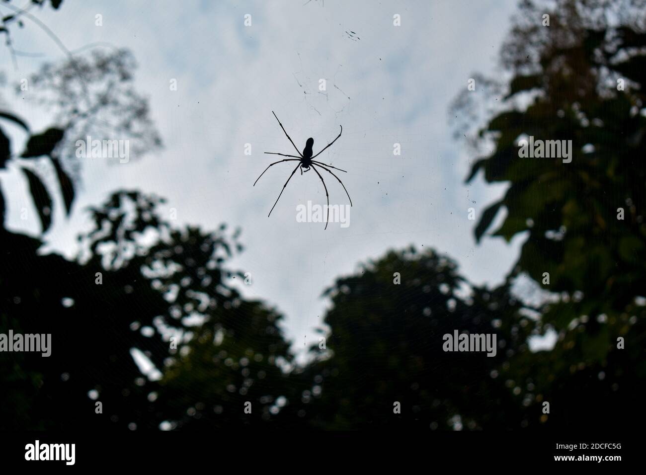Spider wasp made between two trees from the bottom angle Stock Photo