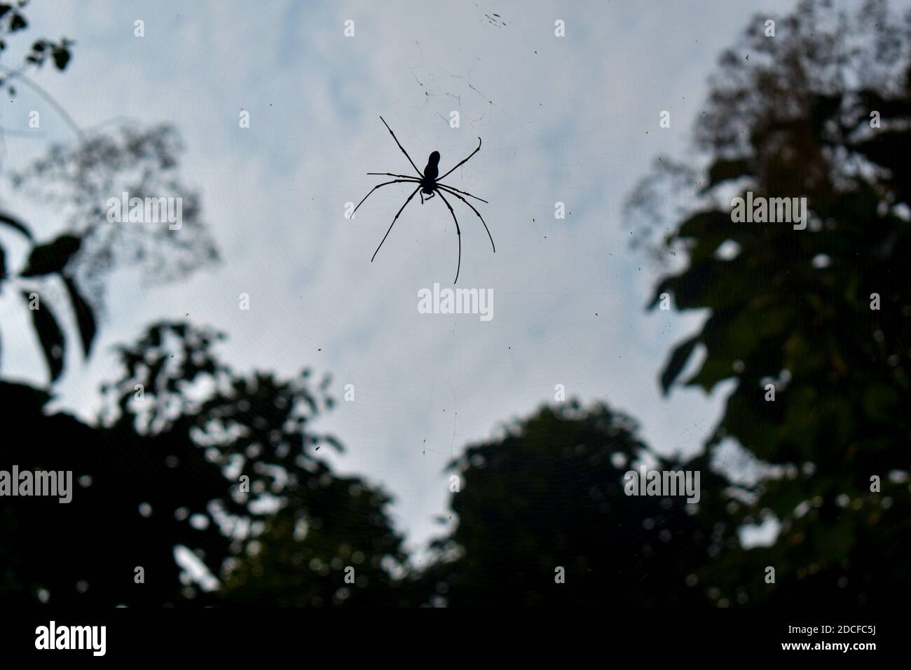 Spider wasp made between two trees from the bottom angle Stock Photo