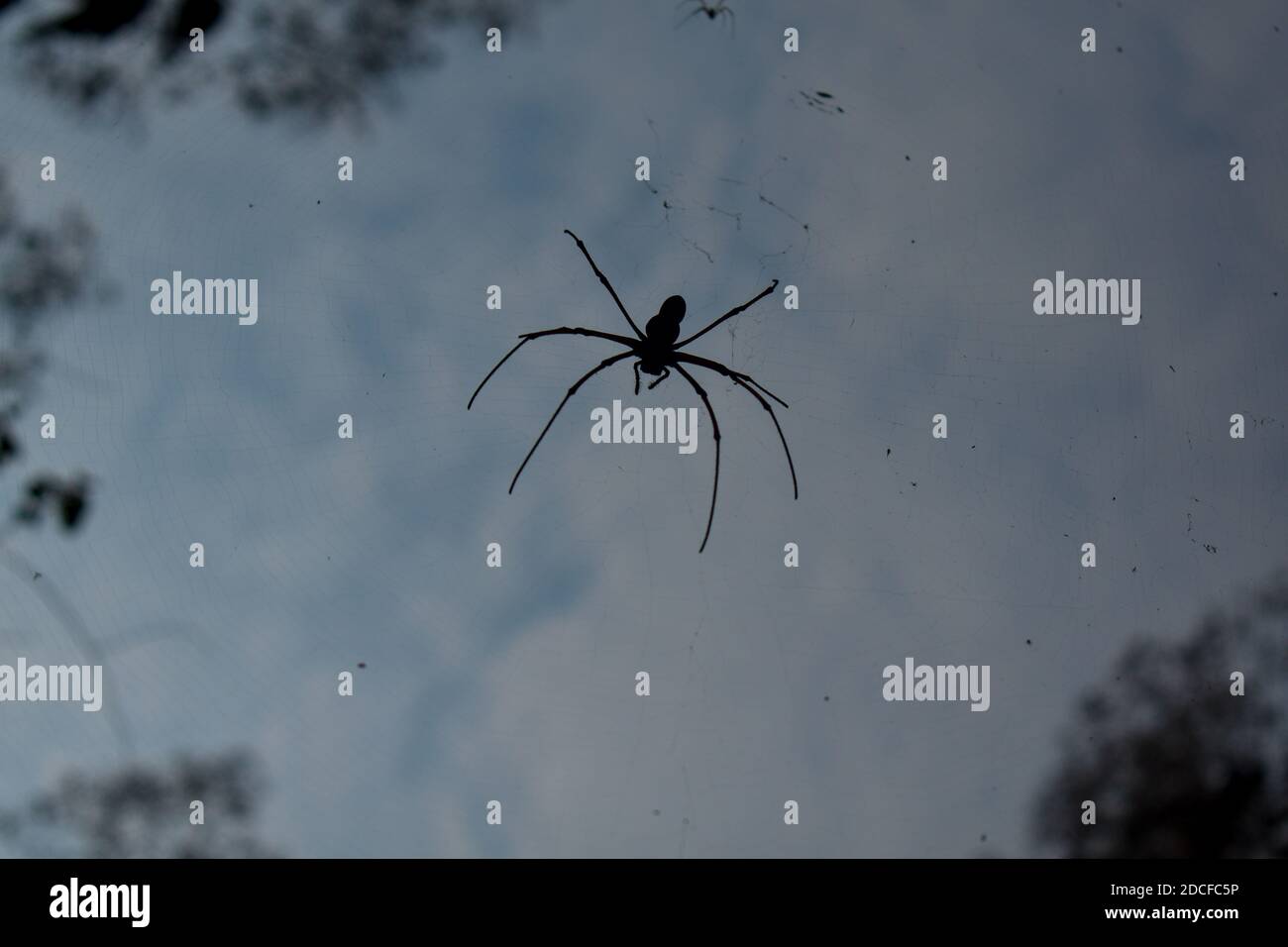 Spider wasp made between two trees from the bottom angle Stock Photo