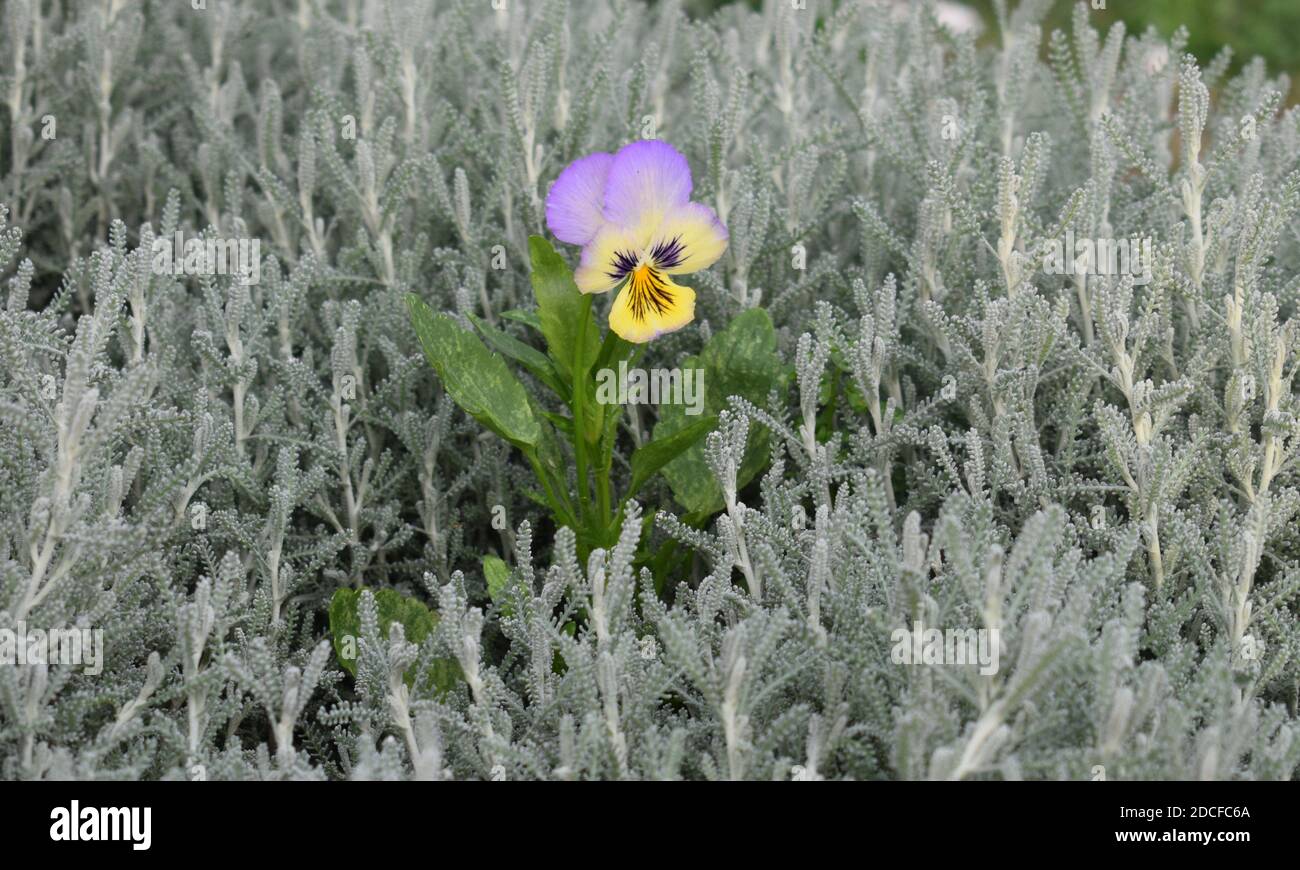 Iris Flower. Stock Photo