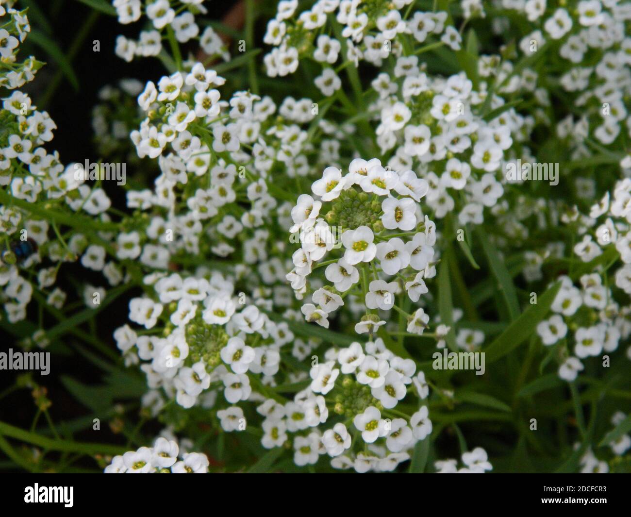 Alyssum Flowers. Stock Photo
