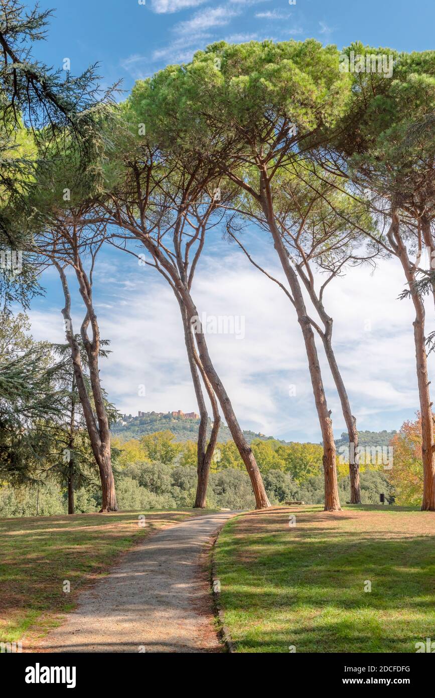 The view of the hill with the houses of Montecatini Alto through the high trees of the park of Montecatini Terme, Tuscany, Italy Stock Photo