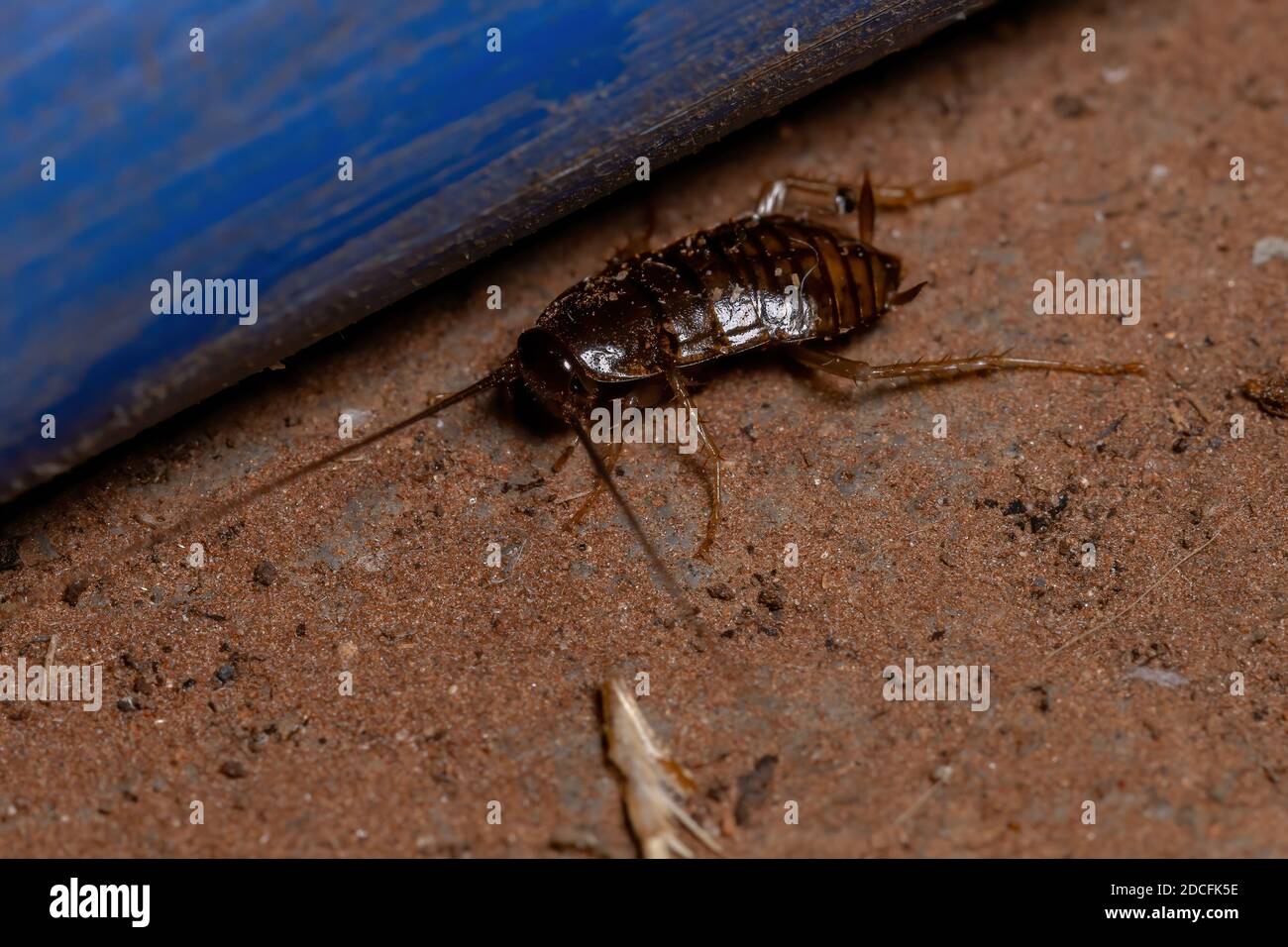 Sand Cockroach of the Subfamily Latindiinae in the ground Stock Photo