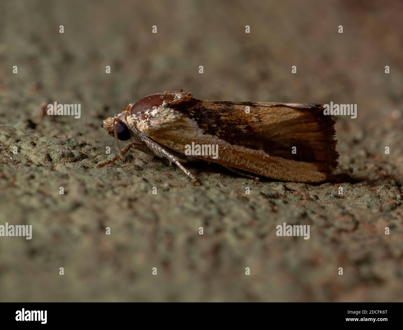 Bicolored Bird-dropping Moth of the species Ponometia exigua in the wall Stock Photo