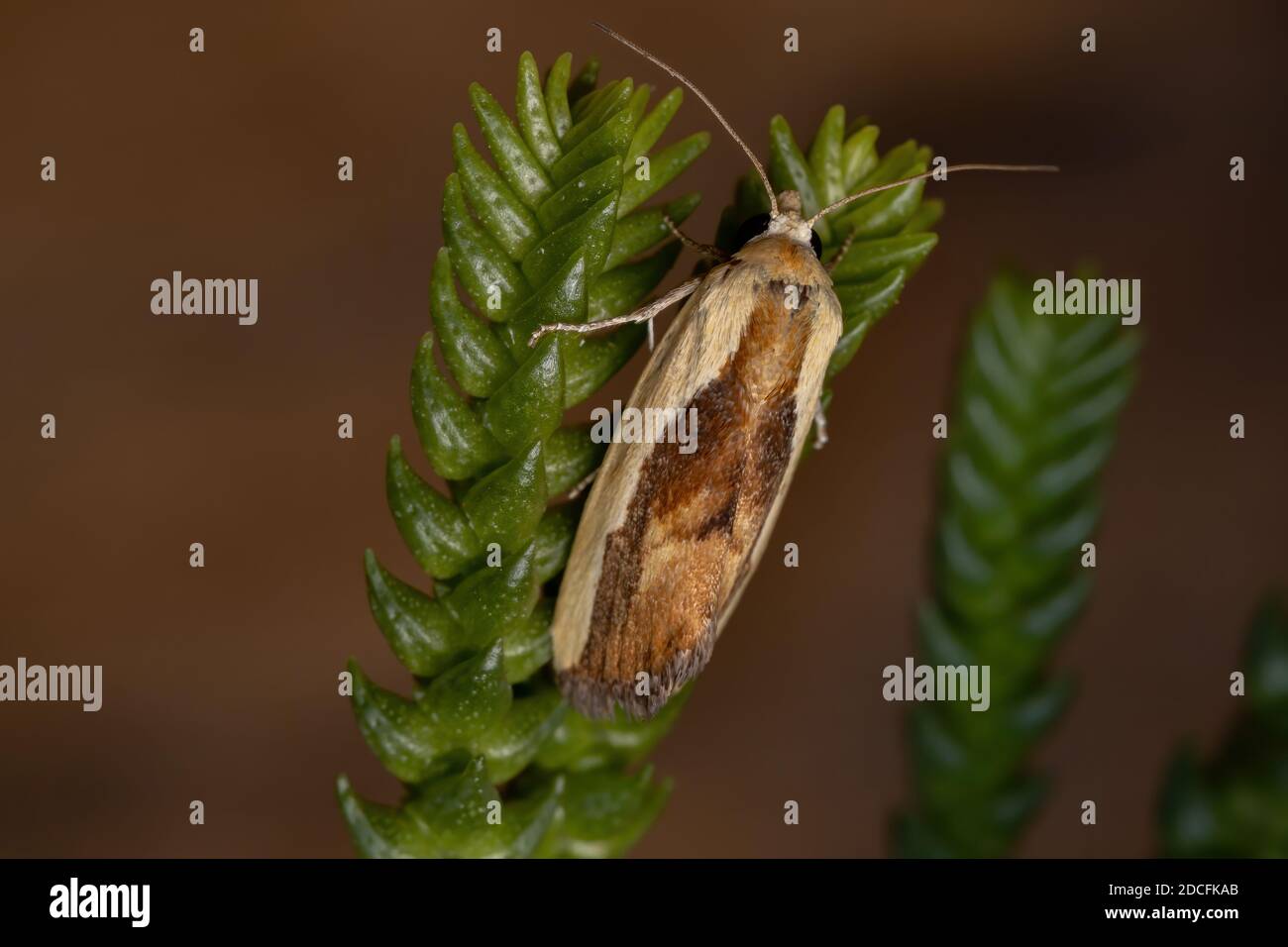 Bicolored Bird-dropping Moth of the species Ponometia exigua in a plant Stock Photo