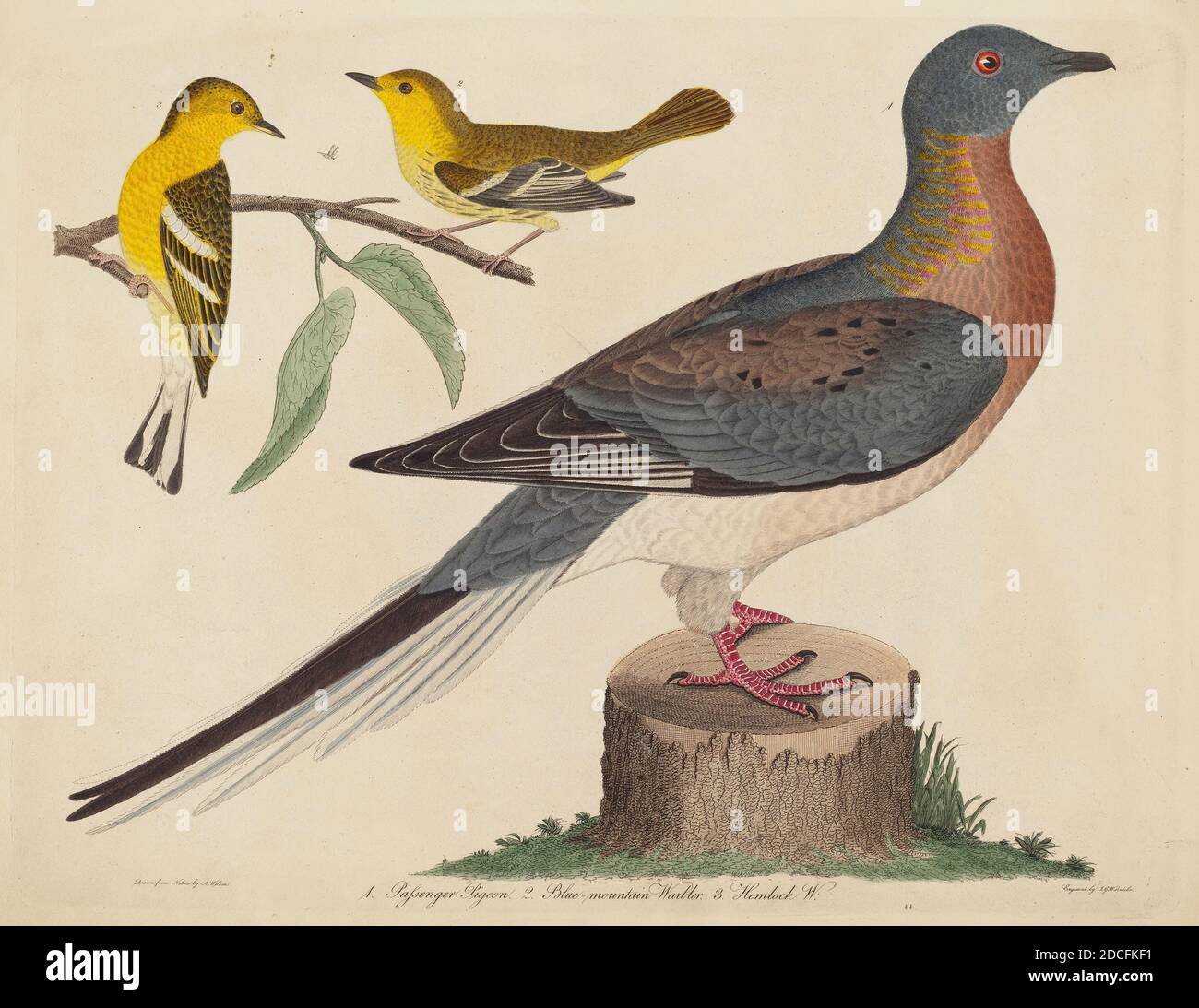 John G. Warnicke, (artist), American, died 1818, Alexander Wilson, (artist after), American, 1766 - 1813, Passenger Pigeon, Blue-mountain Warbler, and Hemlock Warbler, published 1808-1814, hand-colored engraving with etching on wove paper, plate: 26 x 33.8 cm (10 1/4 x 13 5/16 in.), sheet: 29.7 x 37 cm (11 11/16 x 14 9/16 in Stock Photo