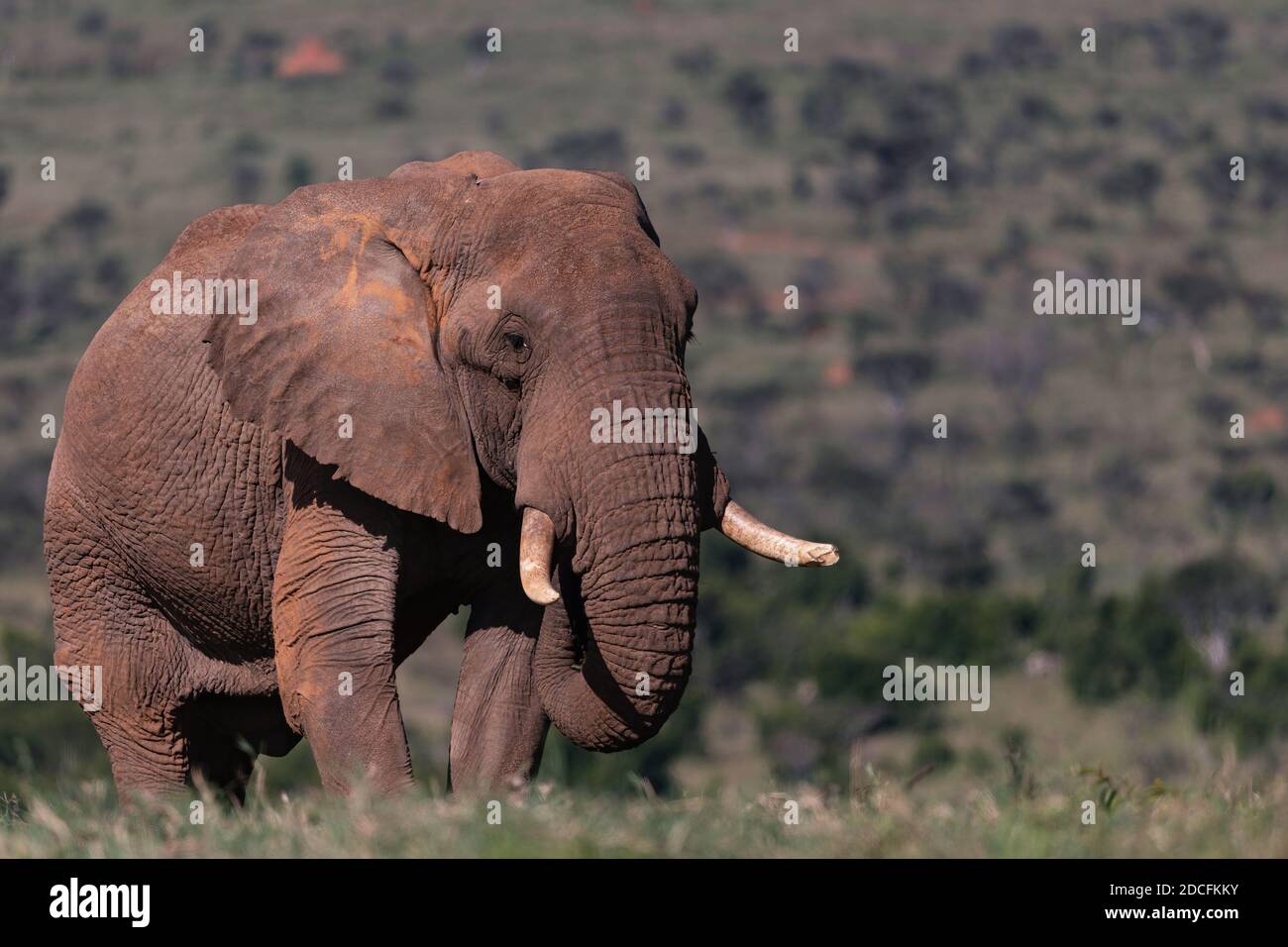 African elephant, Loxodanta africana Stock Photo