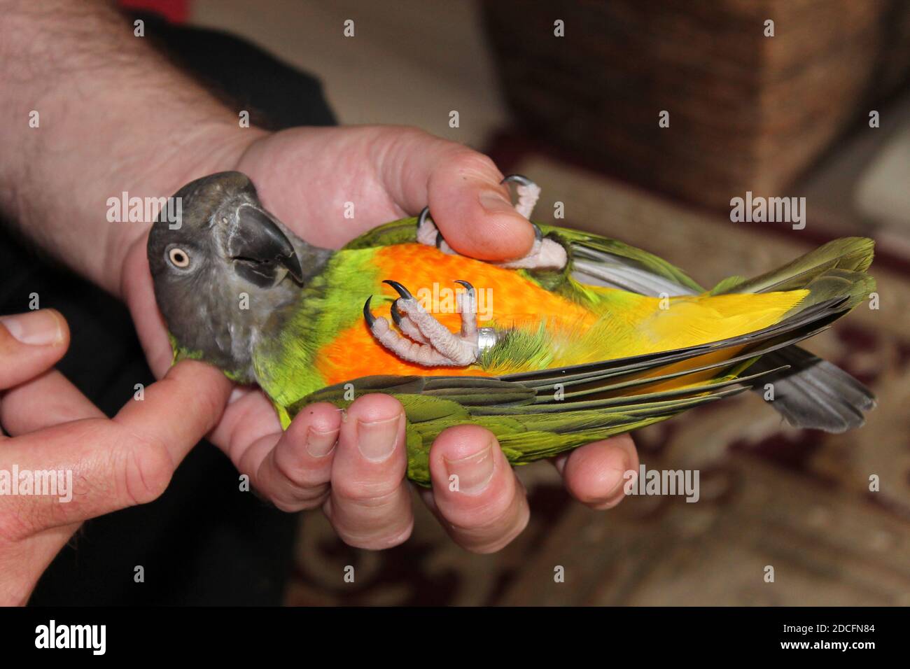 Senegal parrot latin name Poicephalus senegalus lying on her back in owners hand. Stock Photo