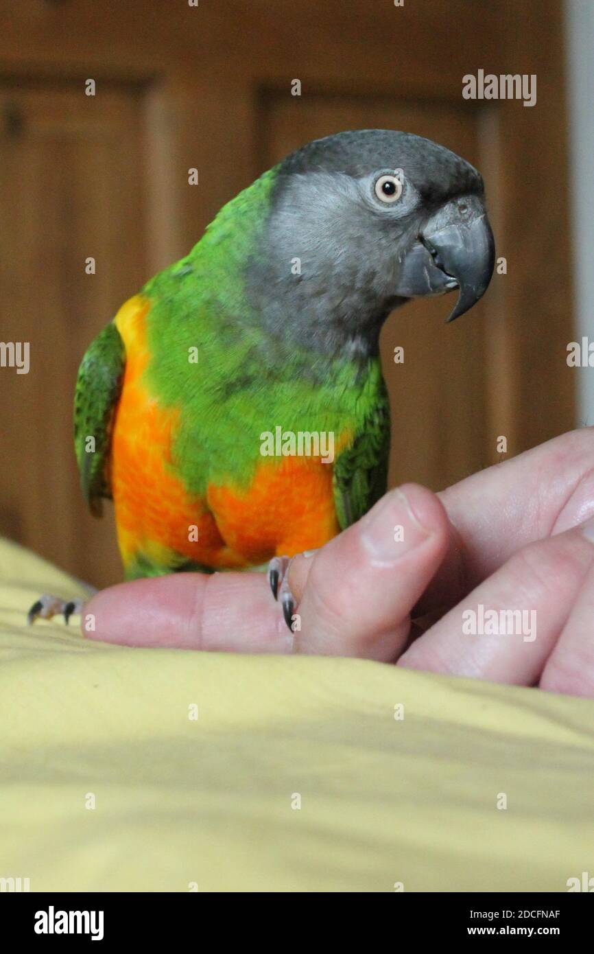 Senegal parrot latin name Poicephalus senegalus on owners hand. Orange, green, yellow, grey feathers in vertical format Stock Photo
