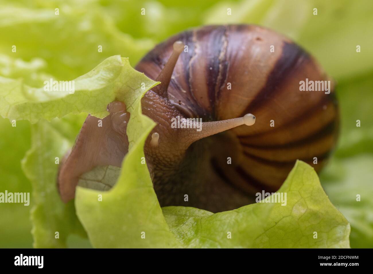 The small Achatina snail eats a leaf of lettuce or grass. Front view of the mouth of a snail chewing grass, selective focus. Can be used to illustrate Stock Photo