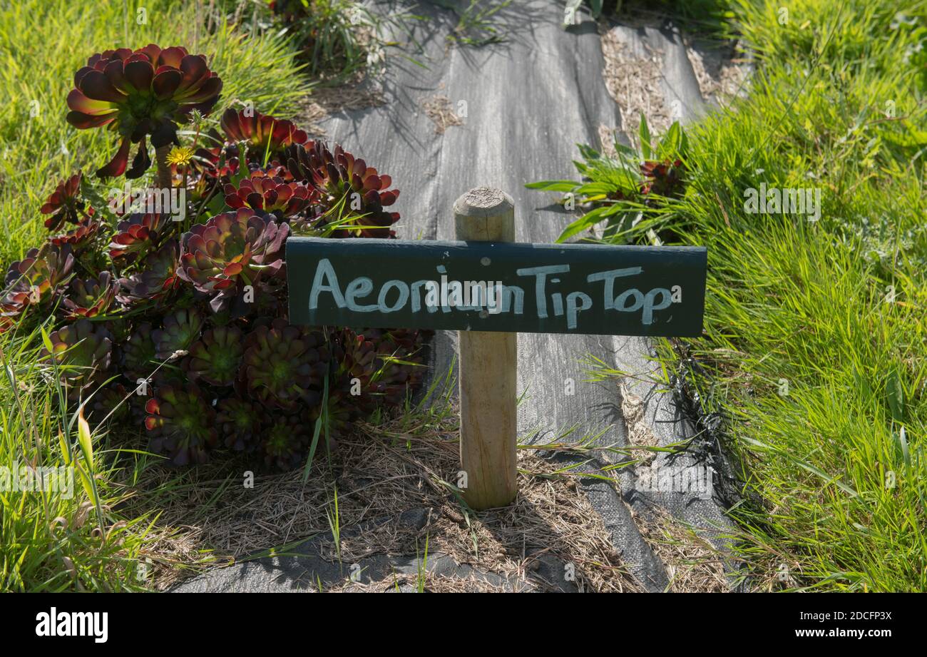 Hand Written Botanical Identification Label for Aeonium 'Tip Top' (Tree Houseleek) Growing on the Island of Bryher in the Isles of Scilly, England, UK Stock Photo
