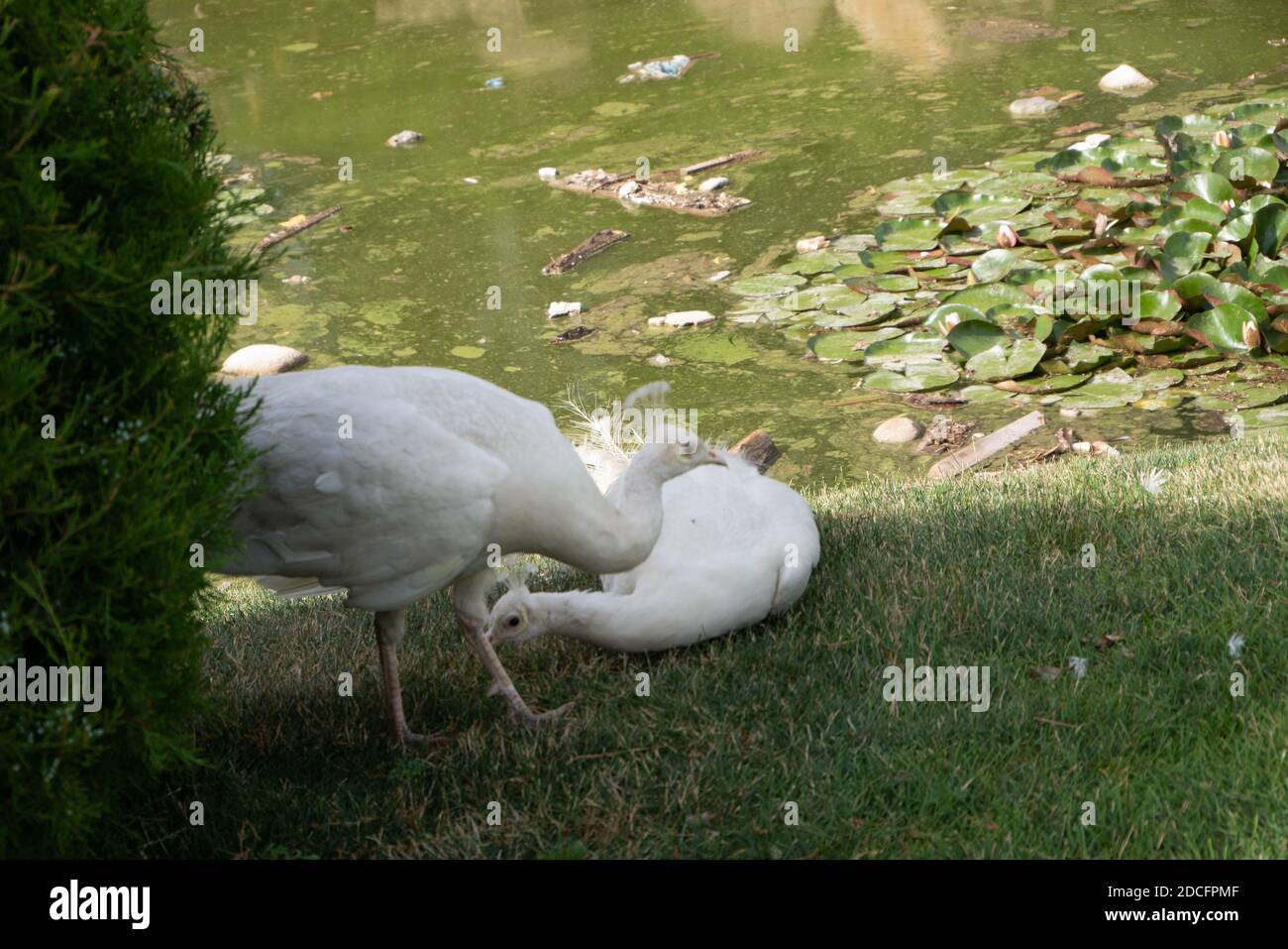 Two white peacocks near polluted water with lotus island. Stock Photo