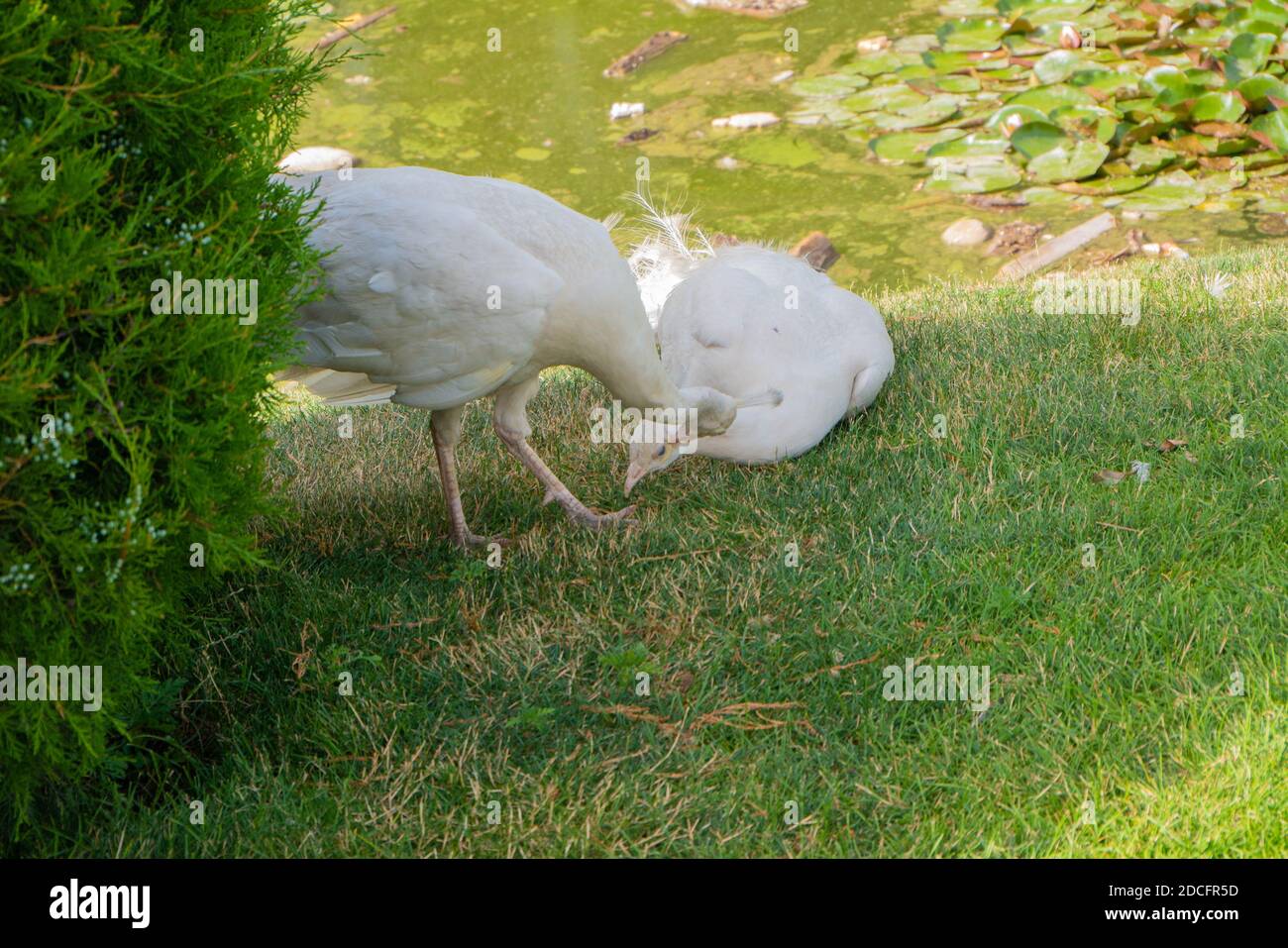 White Peacock Male Cleans The Feathers Of A Female On The Lawn Under A Coniferous Bush Near A Pond Exotic Animals Pair Stock Photo Alamy