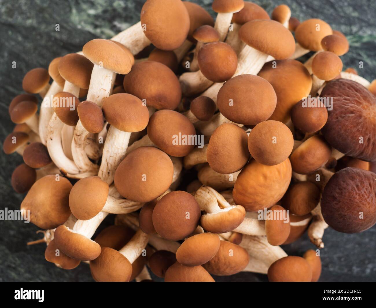 Balletta Per Fungo Pioppino - Pholiota Aegerita Per Coltivazione Domestica | Facile Da Coltivare E Resistente