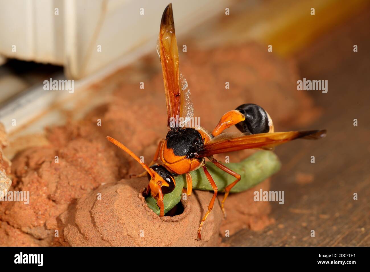 Orange Potter Wasp placing caterpillar in nest for young on hatching Stock  Photo - Alamy