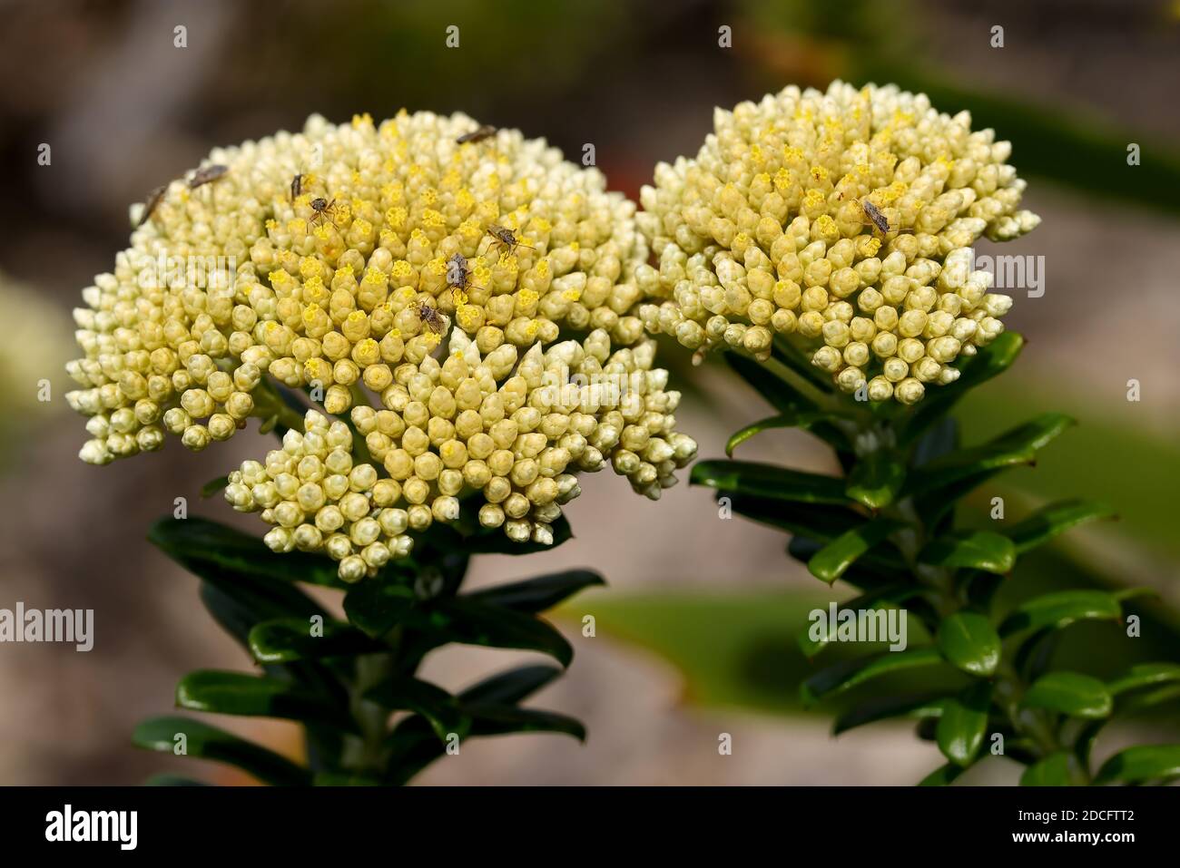 Stiff Cassinia flowers with insects feeding Stock Photo
