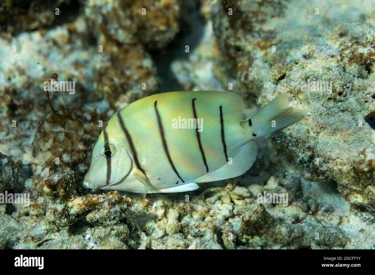 Convict Surgeonfish; Acanthurus triostegus; Maldives Stock Photo