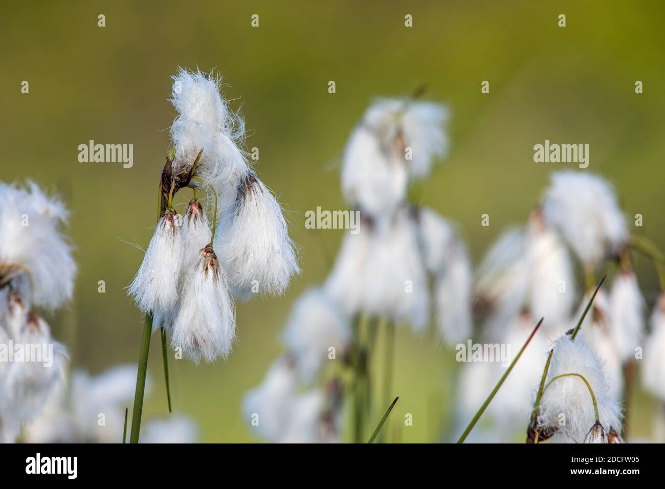 Cotton Grass; Eriophorum angustifolium; Seed Heads; UK Stock Photo Alamy