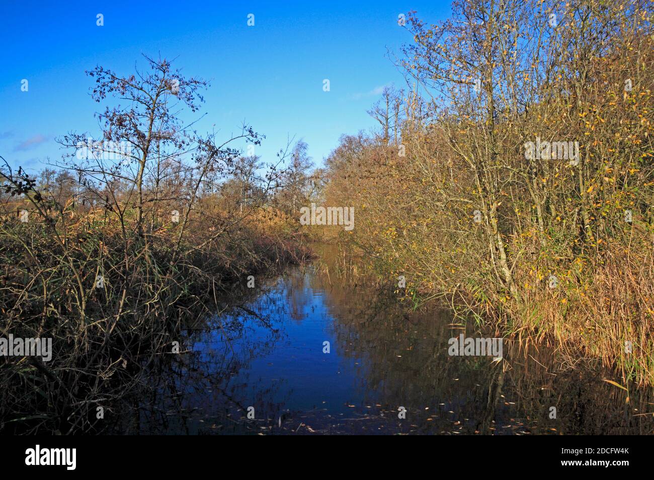 A view along the dyke from Crome's Broad to the River Ant with autumn flora on the Norfolk Broads at Ludham, Norfolk, England, United Kingdom. Stock Photo