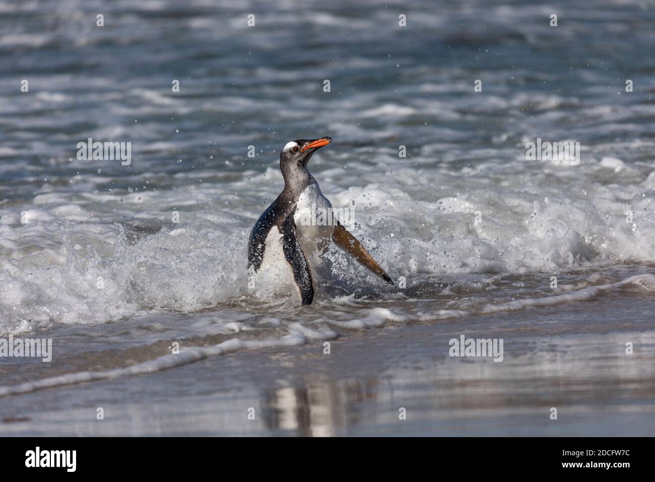 Gentoo Penguin; Pygoscelis papua; Returning to the Beach; Falkland; Stock Photo