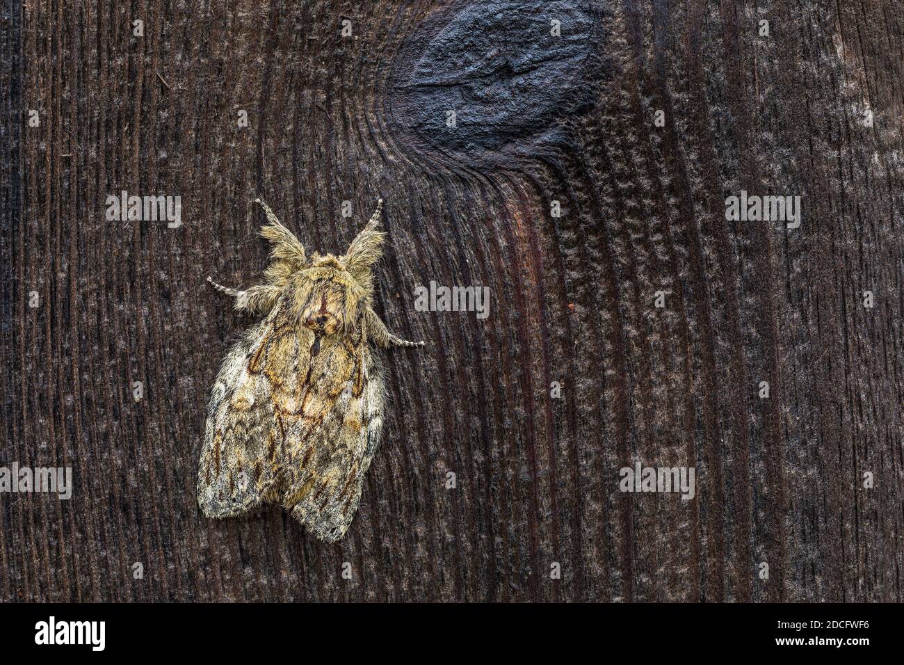 Great Prominent Moth; Peridea anceps; on Wood; UK Stock Photo