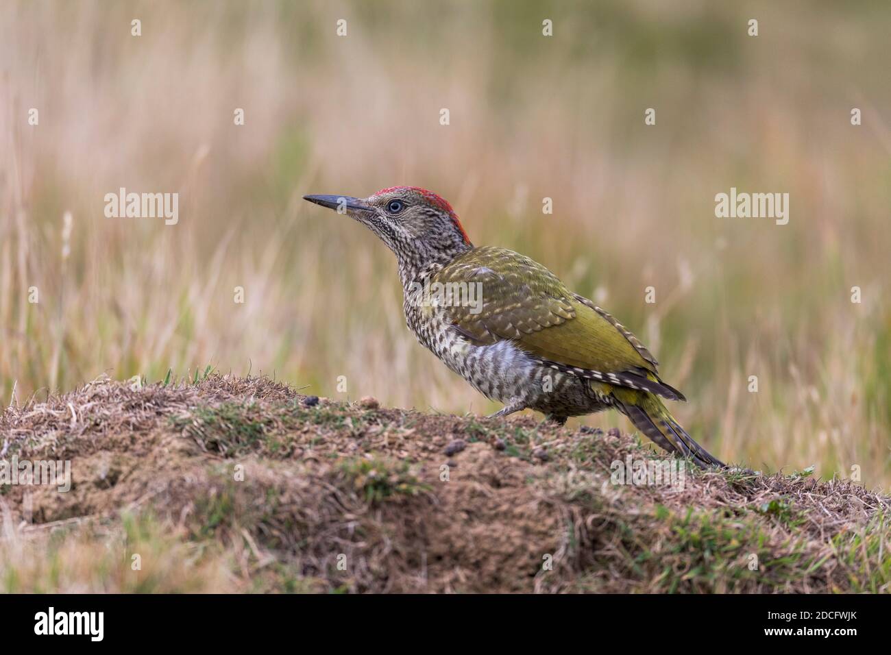 Green Woodpecker; Picus viridis; Young Female; UK Stock Photo Alamy