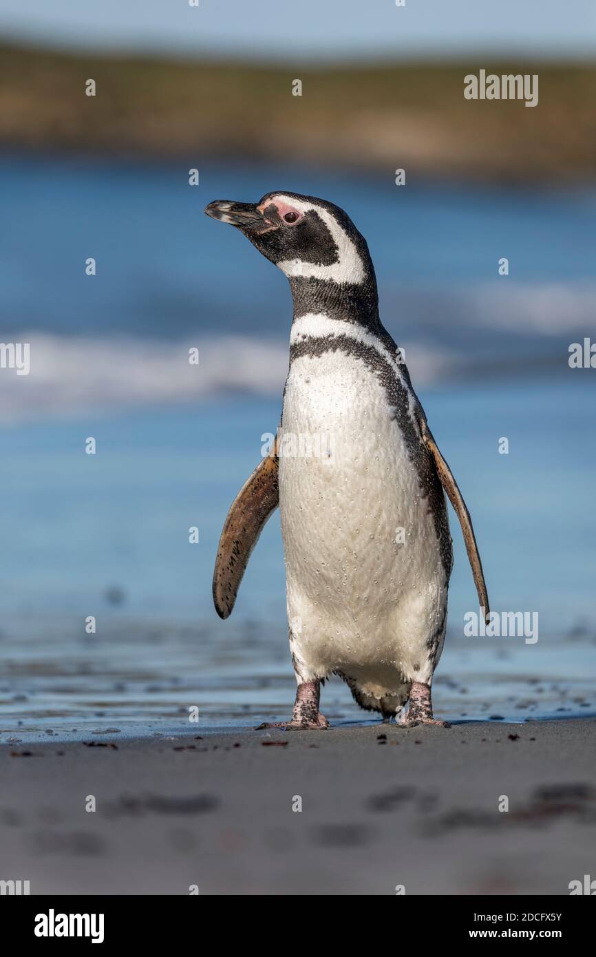 Magellanic Penguin; Spheniscus magellanicus; Falklands Stock Photo