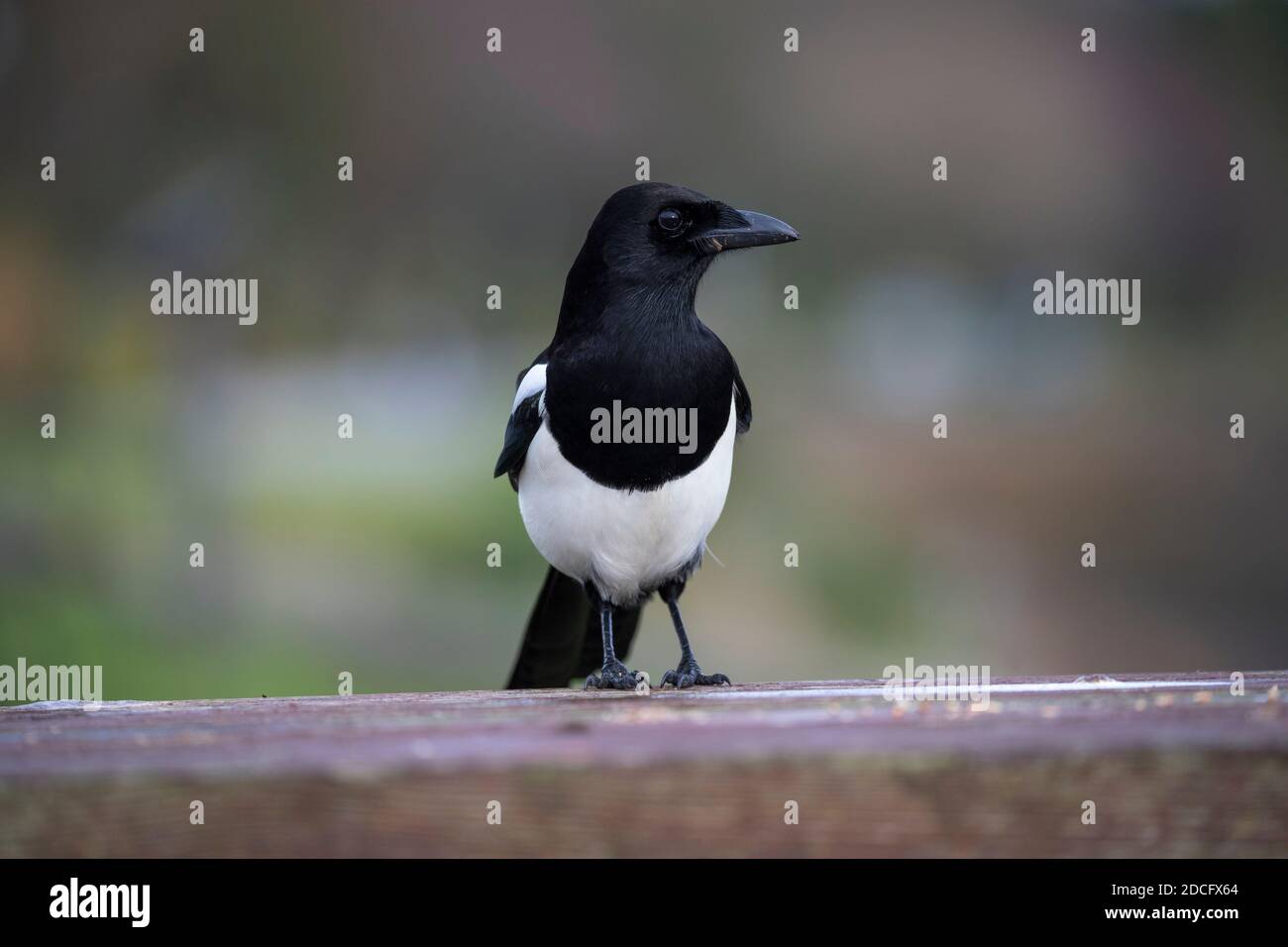 Magpie; Pica pica; Cornwall; UK Stock Photo
