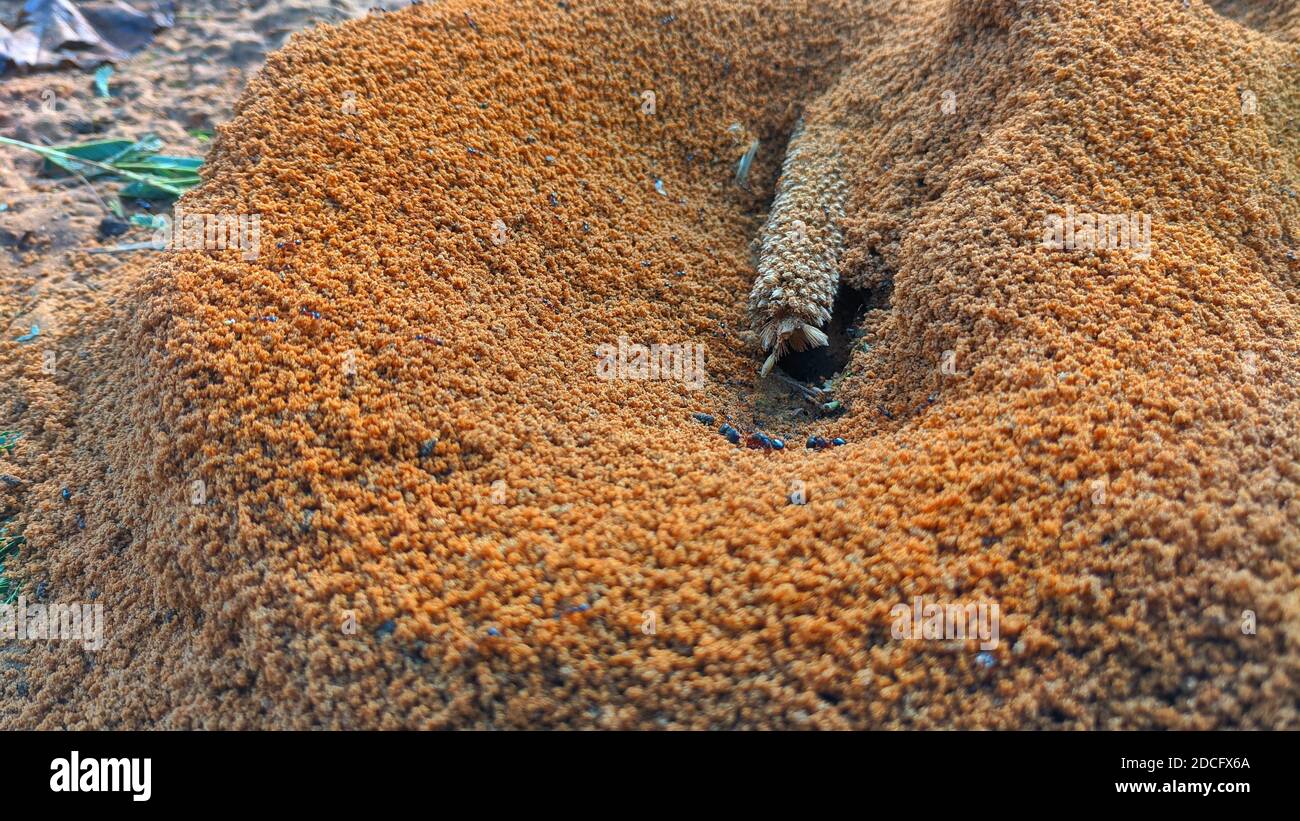 Ants coming outside of anthill in the morning. Ants working together in the morning Stock Photo