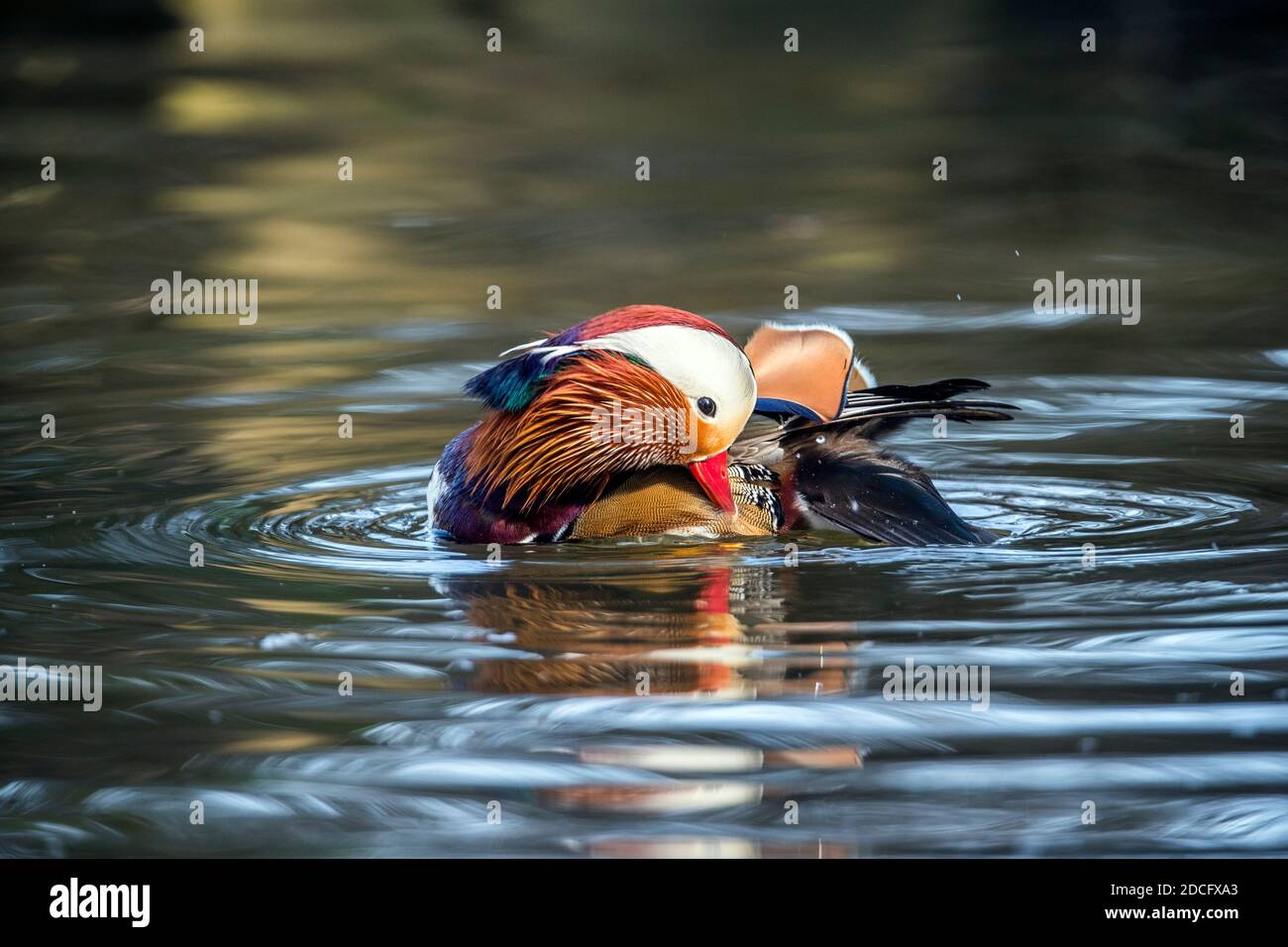 Mandarin Drake; Aix galericulata; Preening; Devon; UK Stock Photo