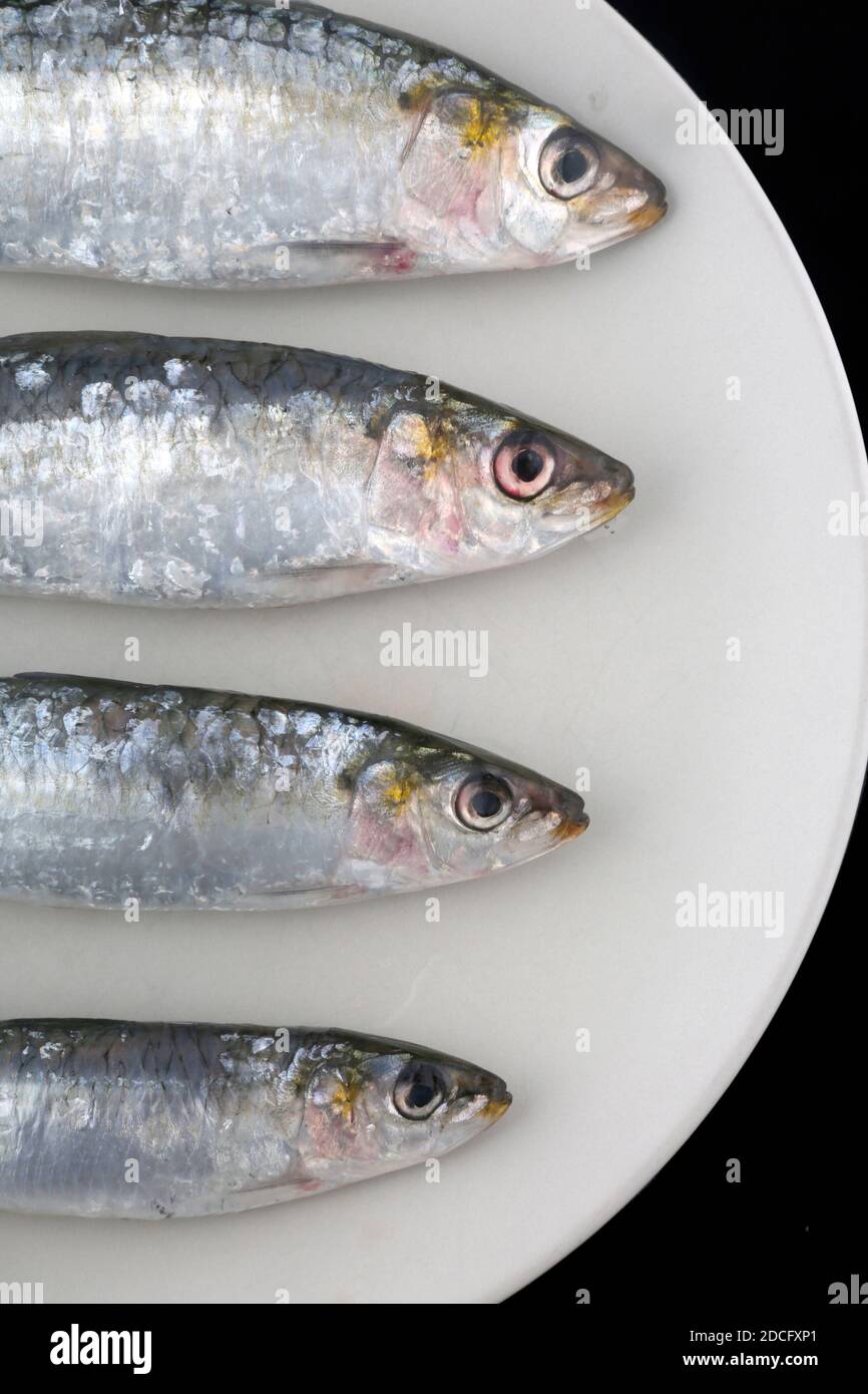 fresh and raw sardines as seafood Stock Photo Alamy
