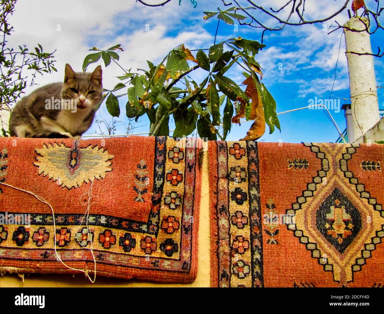 Cat resting on a wall, Galatas village, Crete, Greece Stock Photo