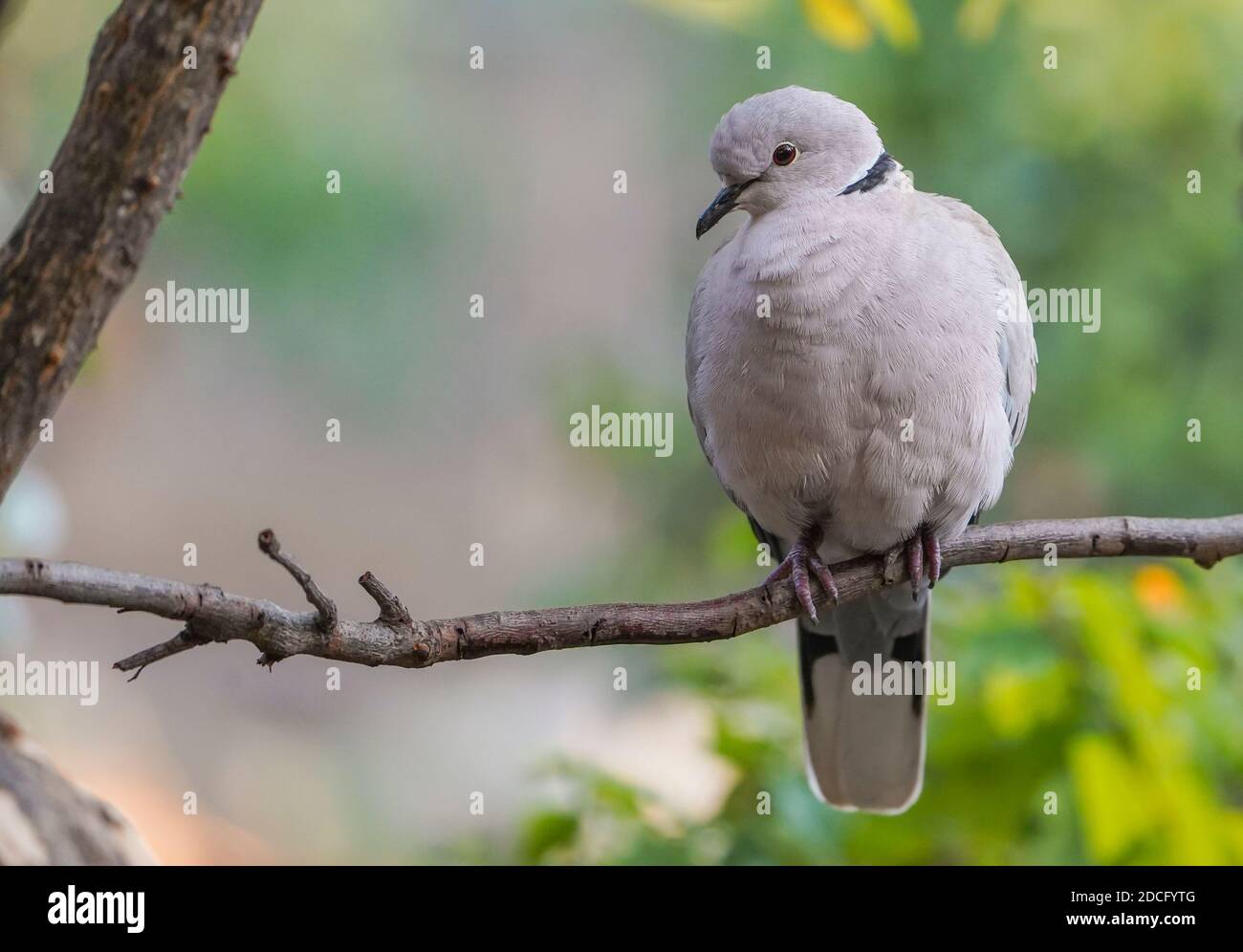 Eurasian collared dove, Streptopelia decaocto perched, in a garden, Andalusia, Spain. Stock Photo