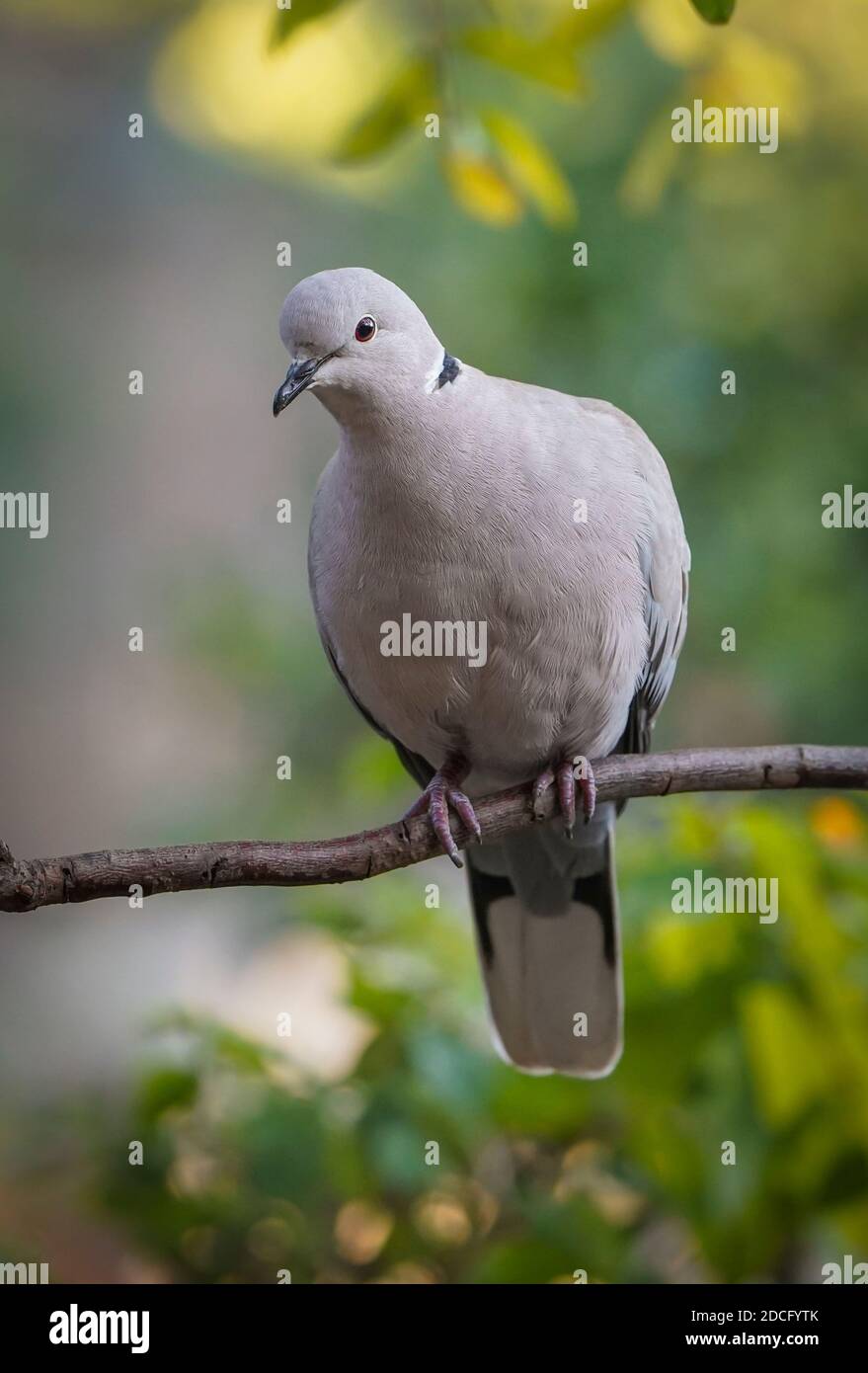 Eurasian collared dove, Streptopelia decaocto perched, in a garden, Andalusia, Spain. Stock Photo