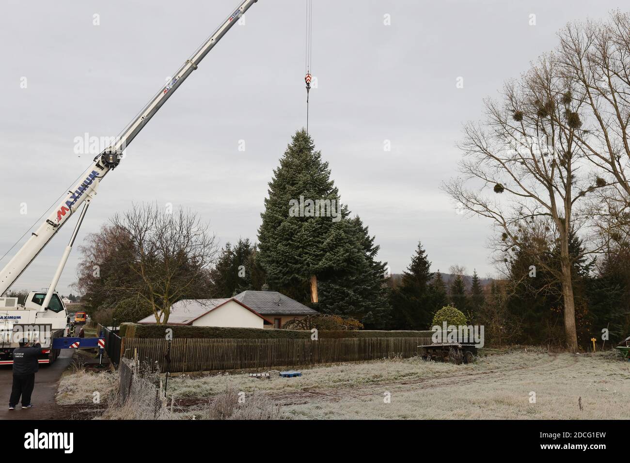 21 November 2020, Thuringia, Breitenworbis: A 15-metre high Colorado fir hangs from a crane and is lifted onto a low loader. The Christmas tree is placed at the Brandenburg Gate in Berlin on Pariser Platz. Photo: Bodo Schackow/dpa-Zentralbild/dpa Stock Photo