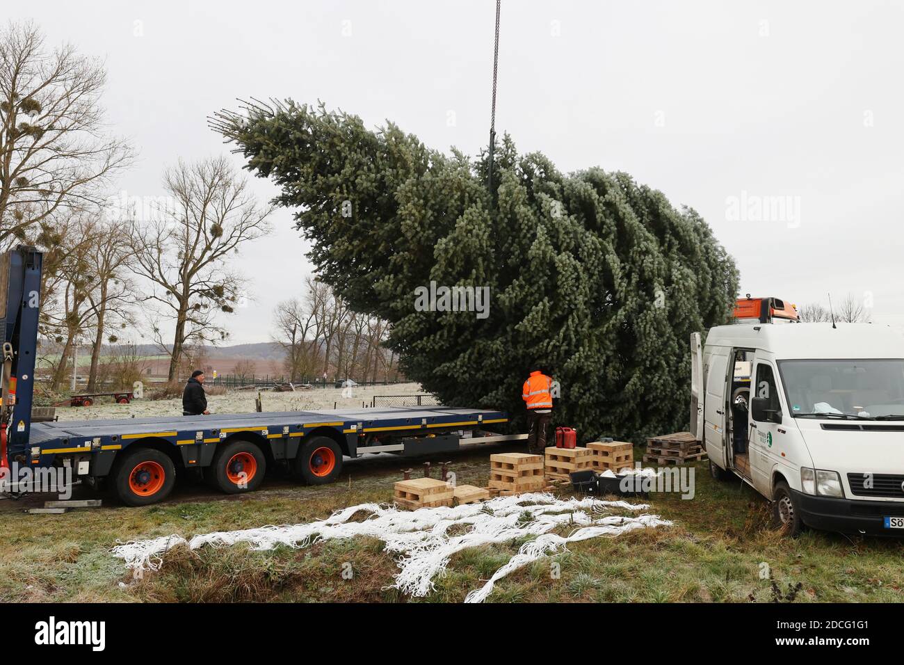 21 November 2020, Thuringia, Breitenworbis: A 15-metre high Colorado fir hangs from a crane and is lifted onto a low loader. The Christmas tree is placed at the Brandenburg Gate in Berlin on Pariser Platz. Photo: Bodo Schackow/dpa-Zentralbild/dpa Stock Photo