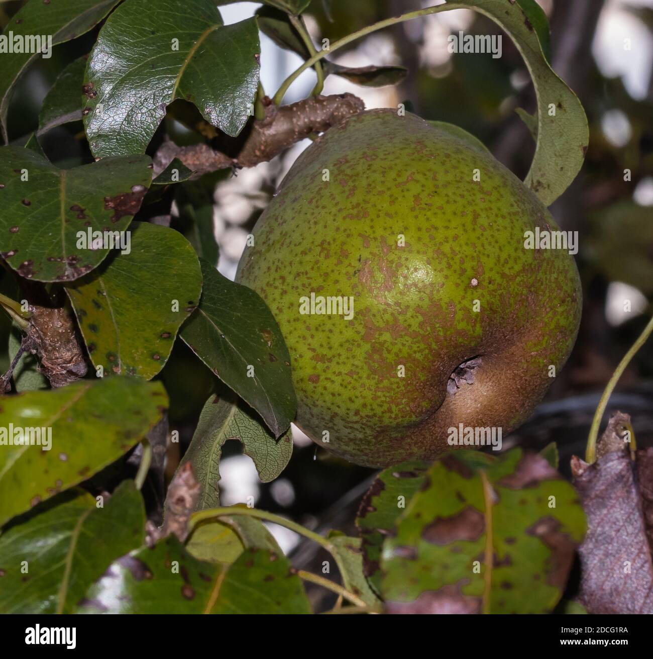 apple tree with yellowgreen fruit Stock Photo Alamy