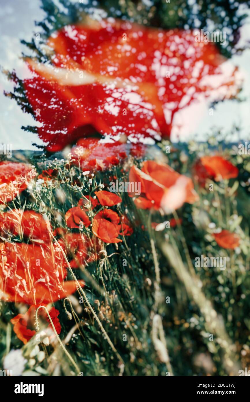 Fields opium poppies wheat hi-res stock photography and images - Alamy
