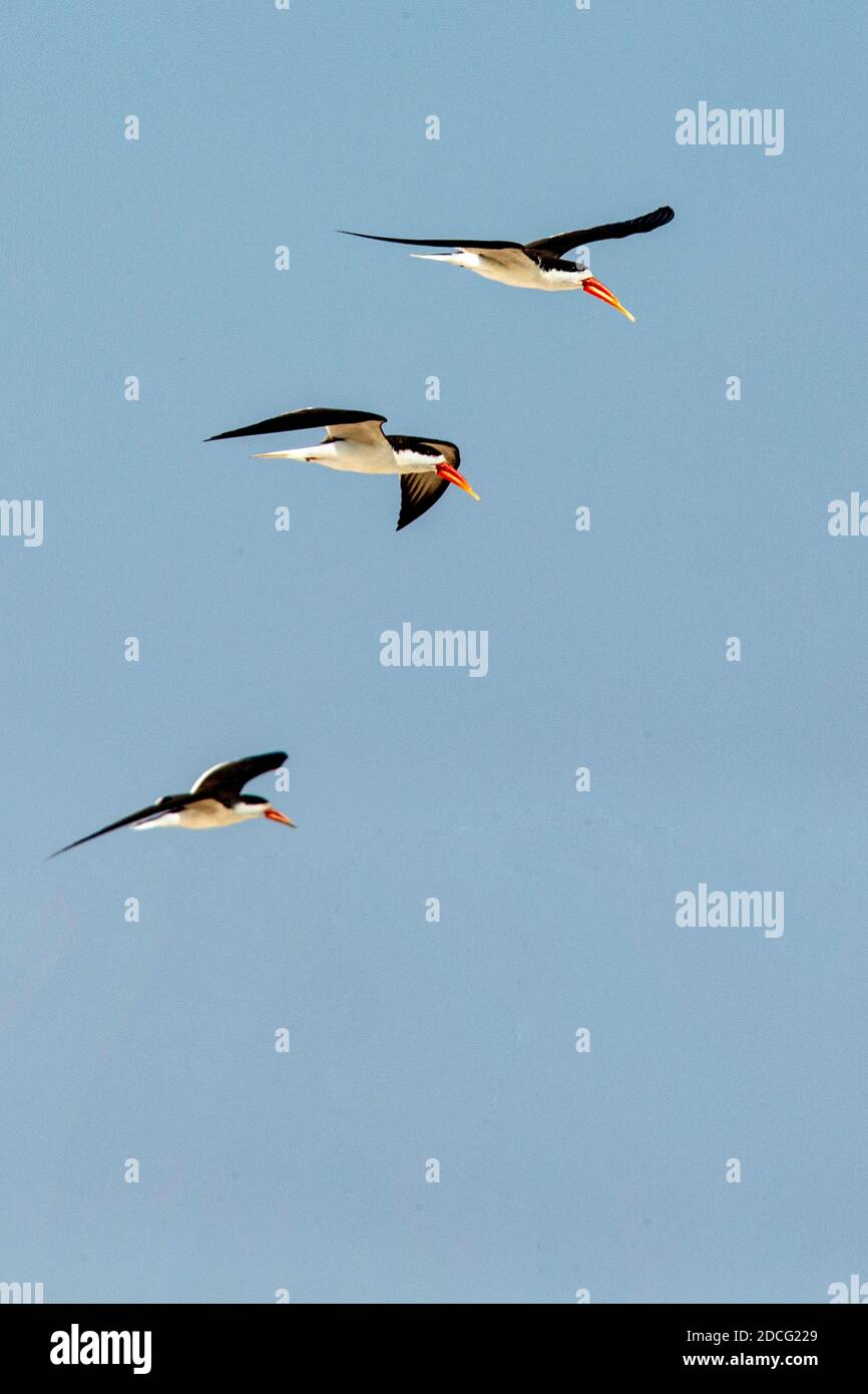 African skimmer fishing hires stock photography and images Alamy