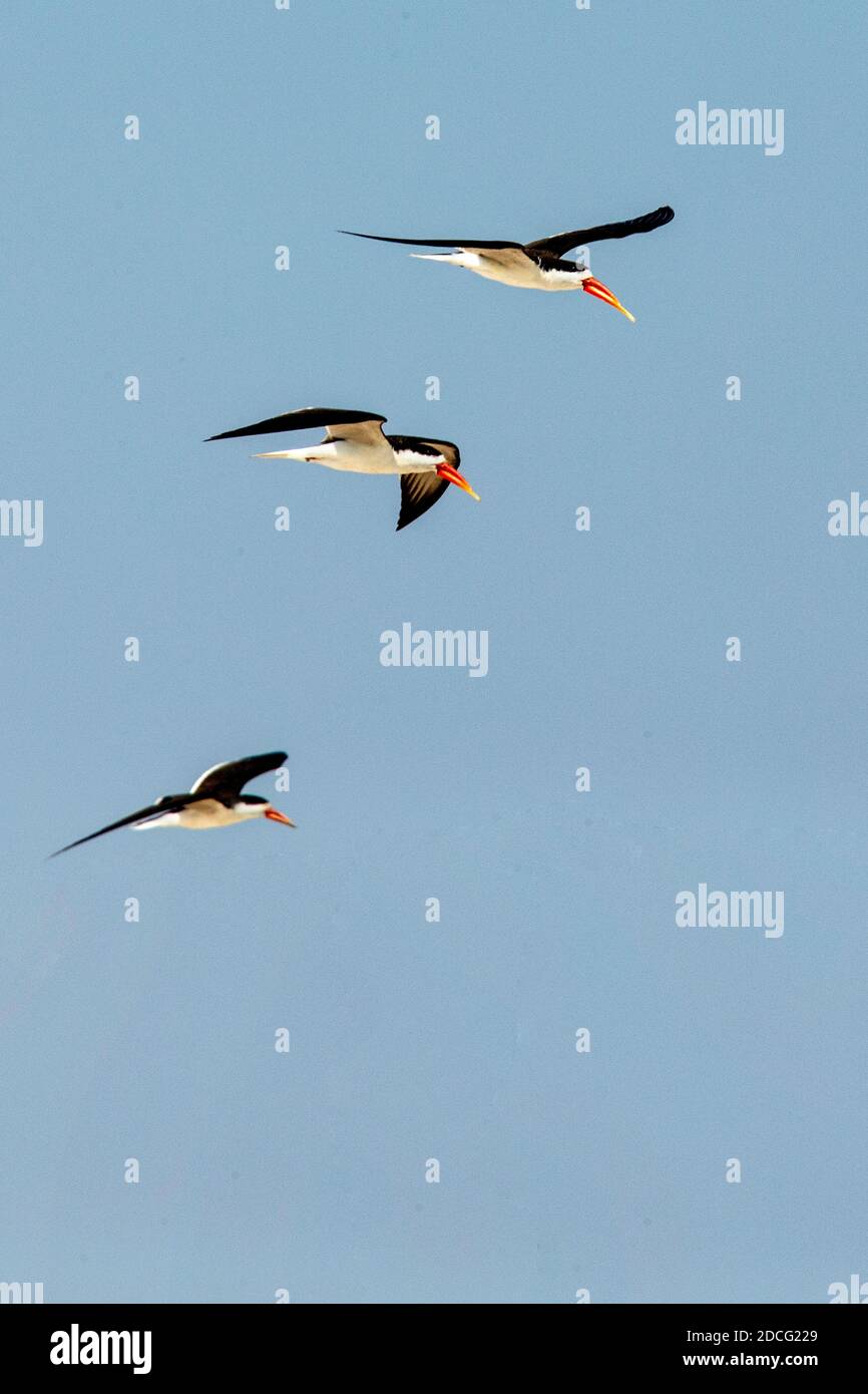 Three African Skimmers in flight. Stock Photo