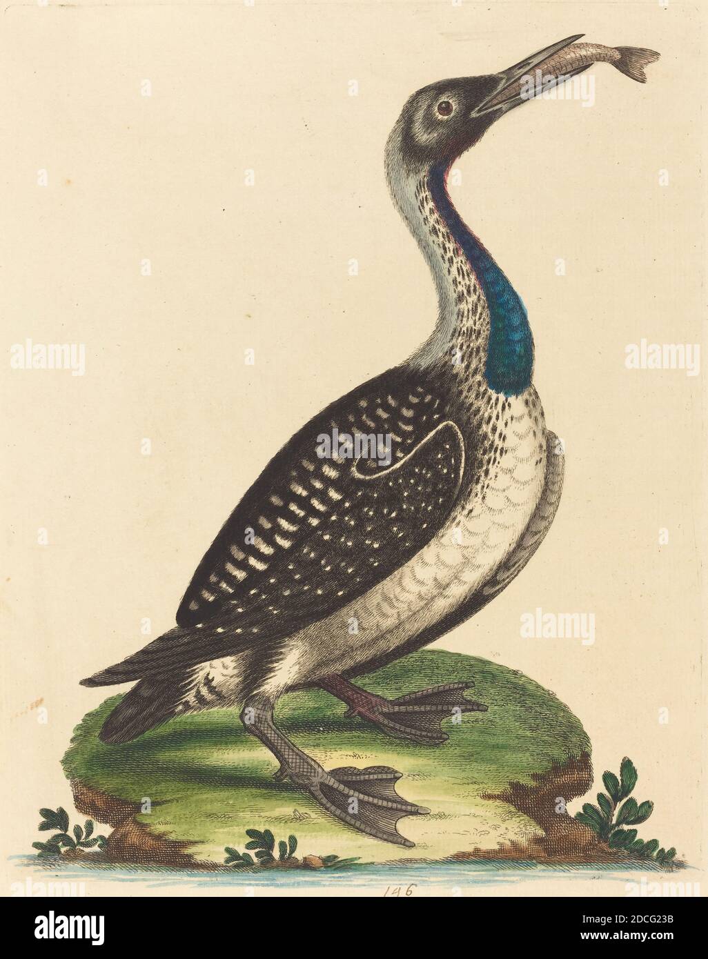 George Edwards, (artist), English, 1694 - 1773, Black and White Water-Fowl with Blue Throat, A Natural History of Uncommon Birds and Animals (1743-51), (series), hand-colored etching on laid paper, plate: 25 x 18.8 cm (9 13/16 x 7 3/8 in.), sheet: 27.9 x 21.4 cm (11 x 8 7/16 in Stock Photo