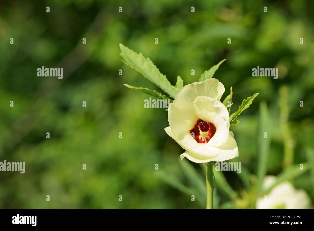 Beauty of okra flower in bloom. Abelmoschus esculentus Stock Photo