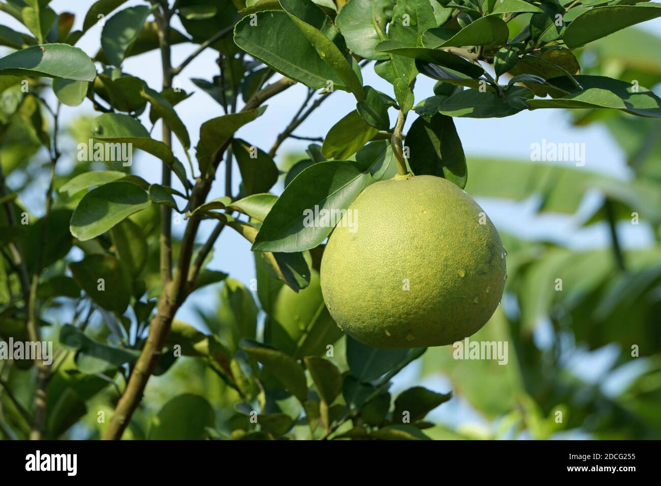 Pomelo fruit hanging from the tree in the morning sun Stock Photo Alamy