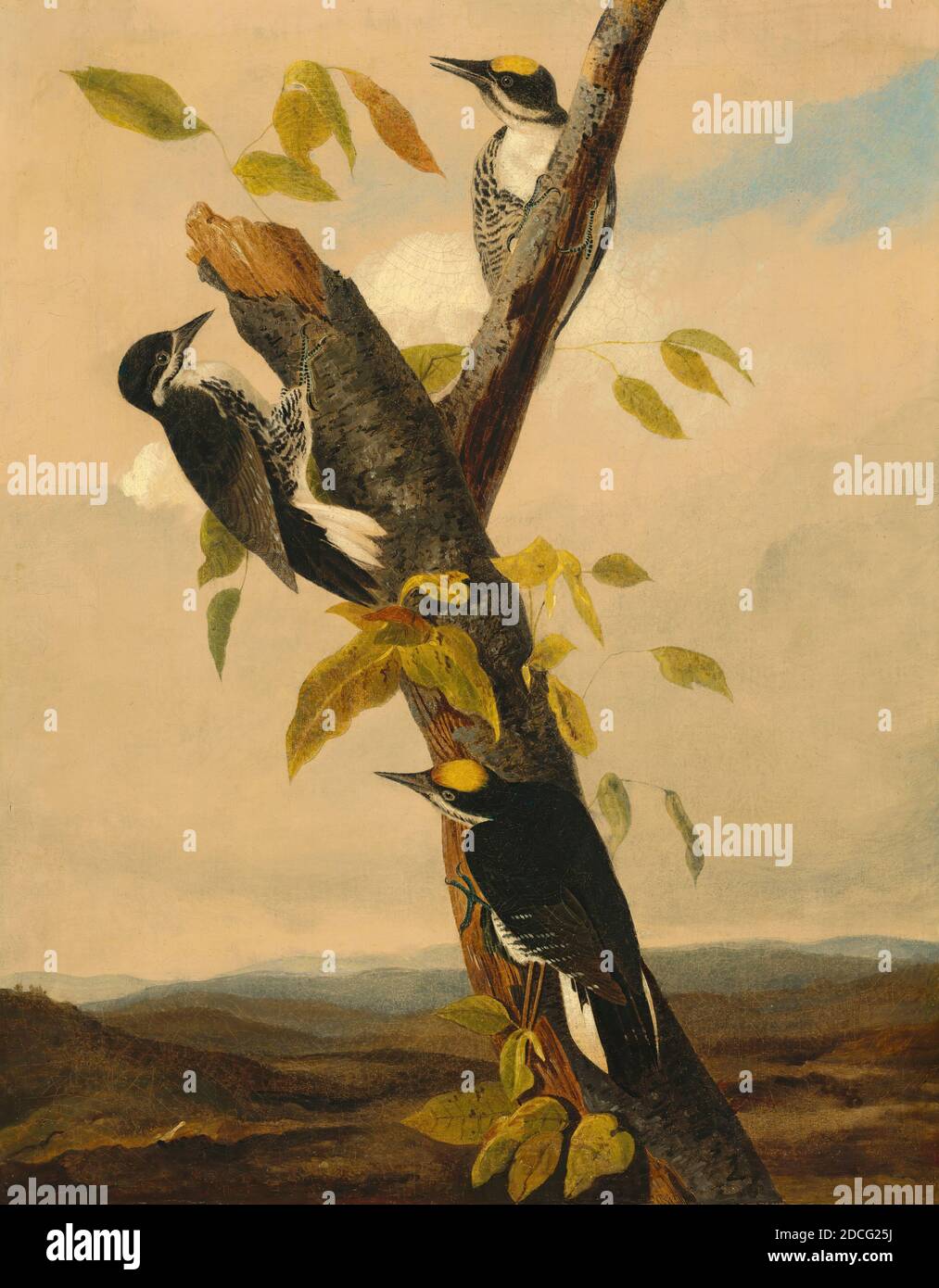 Joseph Bartholomew Kidd, (painter), Scottish, 1808 - 1889, John James Audubon, (artist after), American, 1785 - 1851, Black-Backed Three-Toed Woodpecker, 1831/1833, pencil and oil on canvas, overall: 66.7 x 52.4 cm (26 1/4 x 20 5/8 in.), framed: 78.2 x 64.4 x 3.1 cm (30 13/16 x 25 3/8 x 1 1/4 in Stock Photo