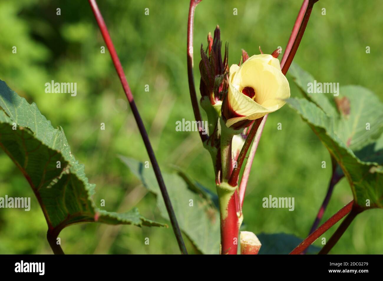 Okra flower hires stock photography and images Alamy