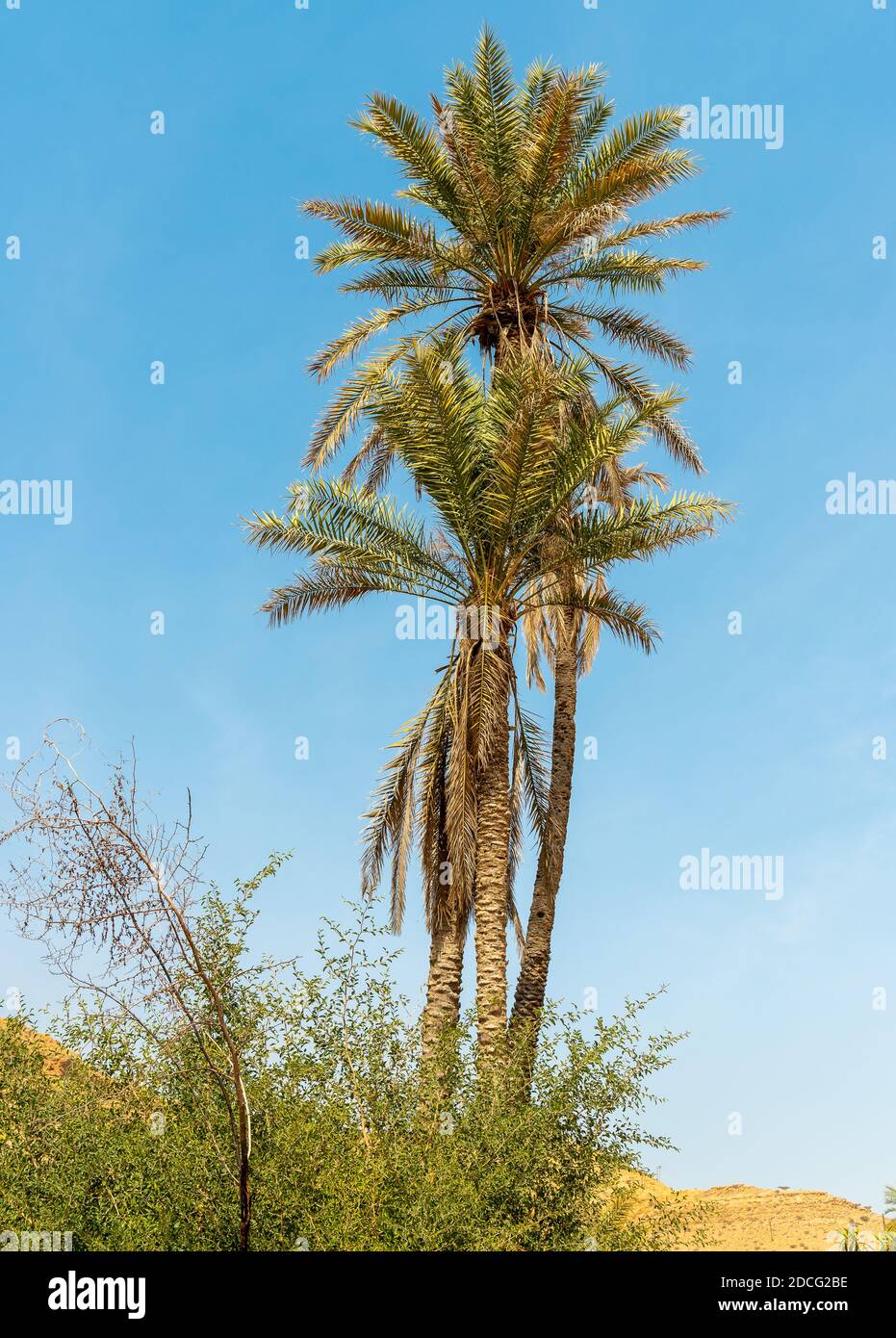 Date Palm trees on blue sky background in Oman Stock Photo Alamy