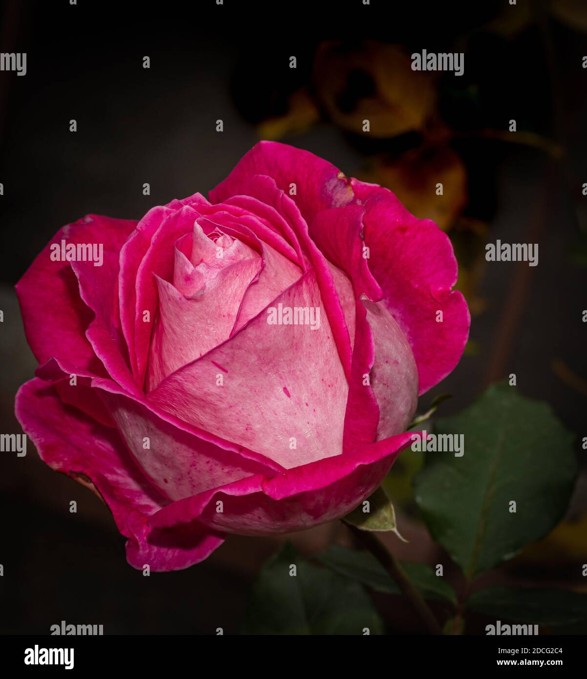 Image of close up rose hi-res stock photography and images - Alamy